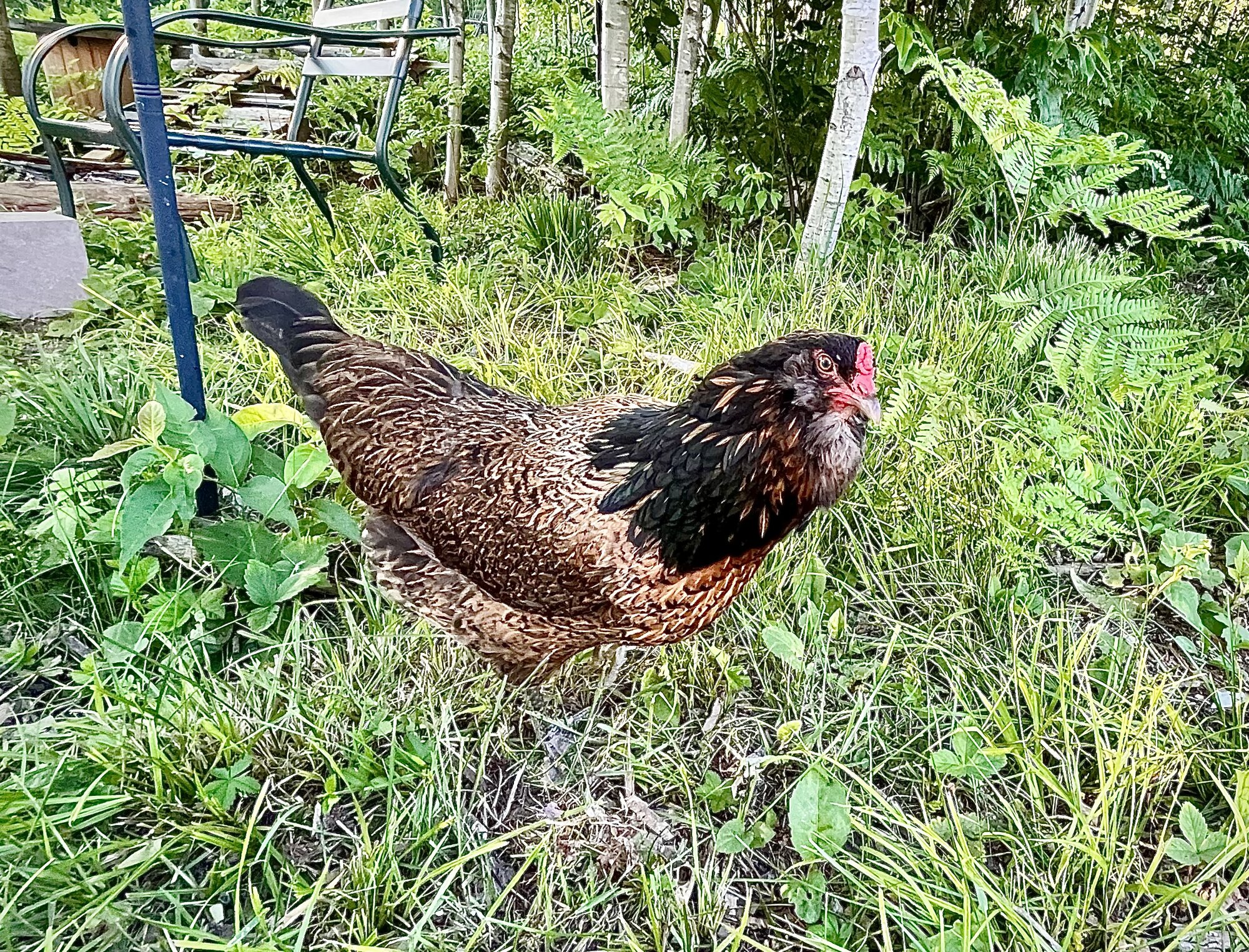 Non-APAABA Large Fowl Hen Show 11b.jpg