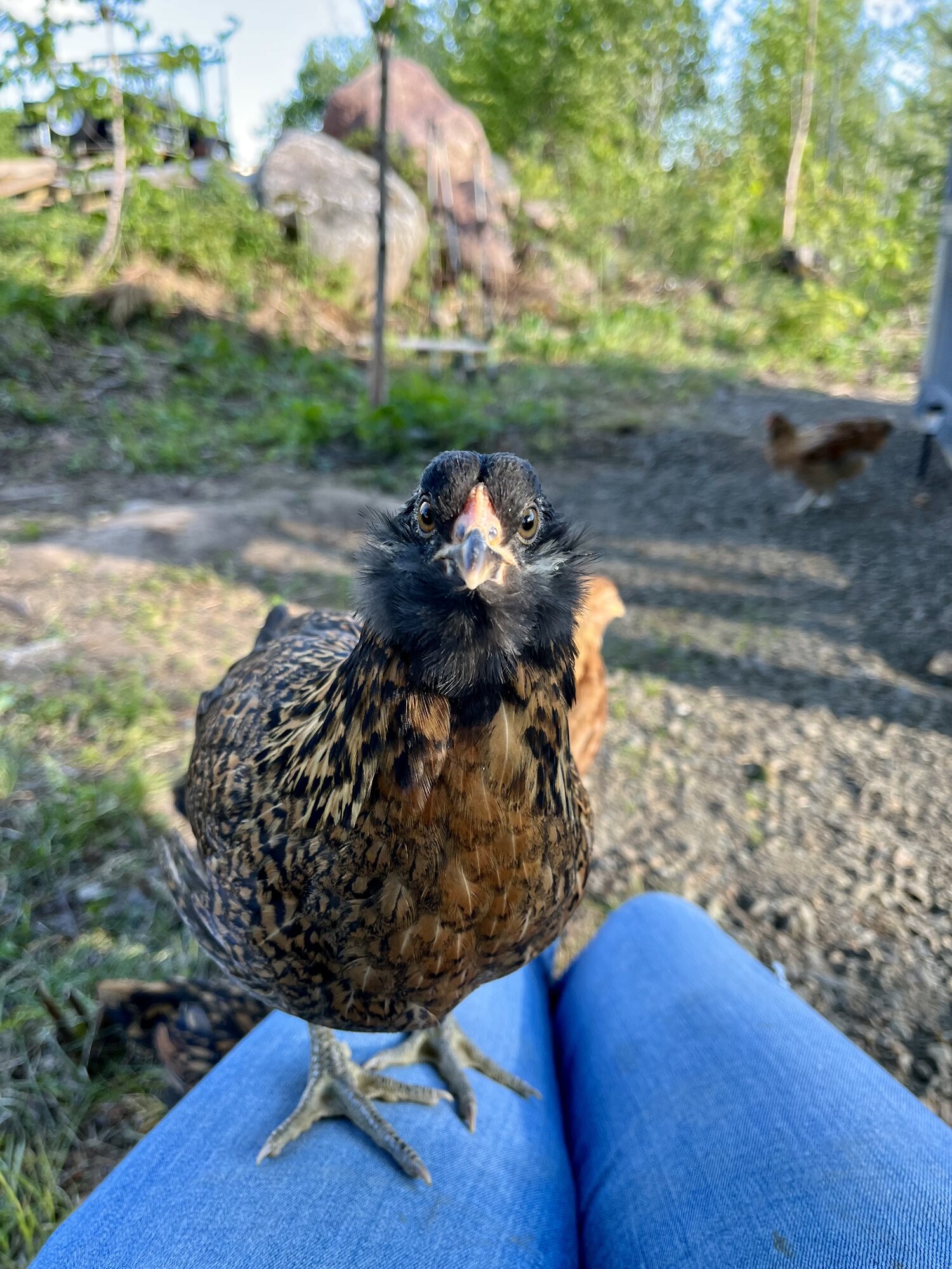 Non-APAABA Large Fowl Hen Show 11c.jpg