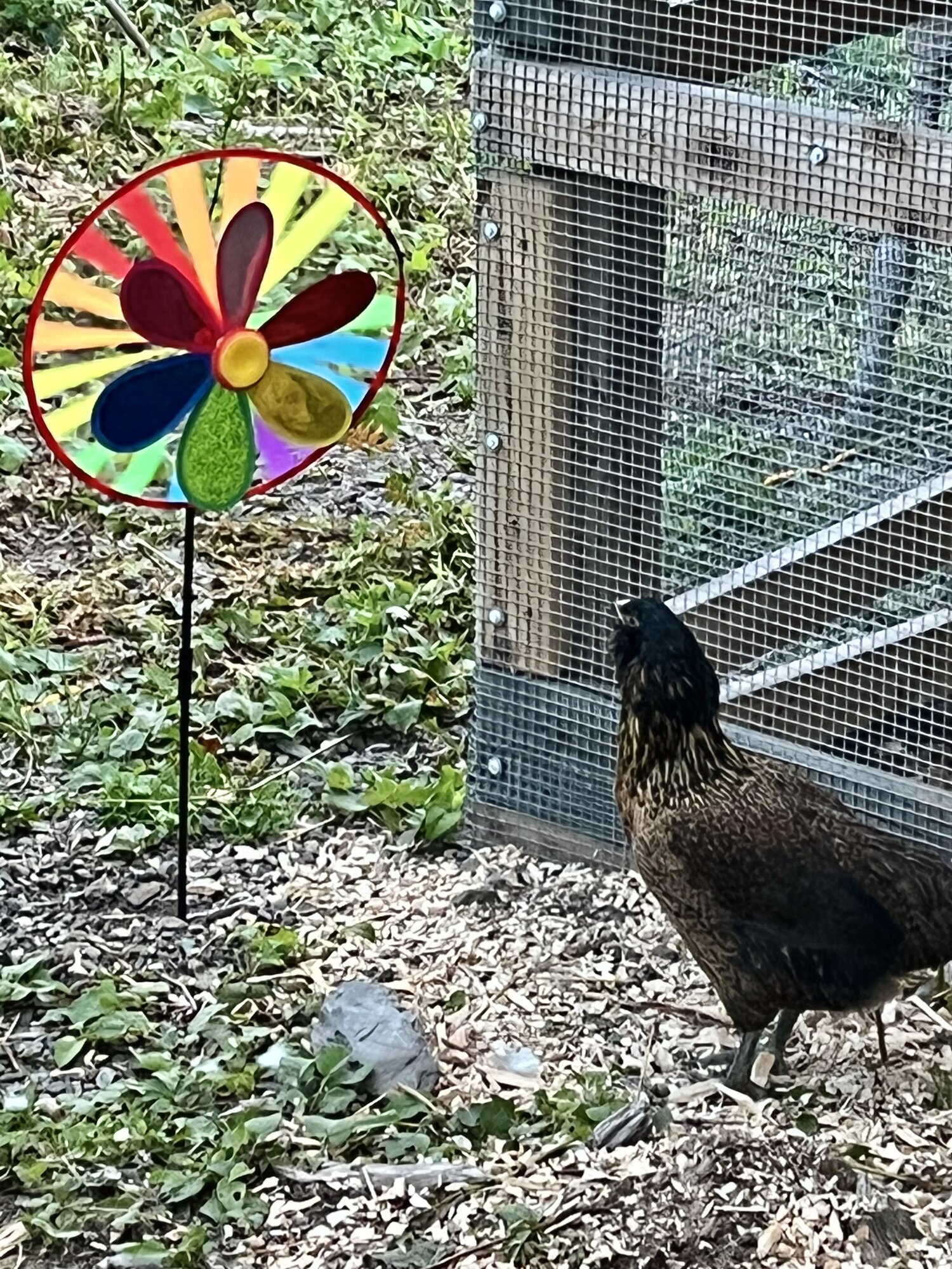 Non-APAABA Large Fowl Hen Show 11d.jpg