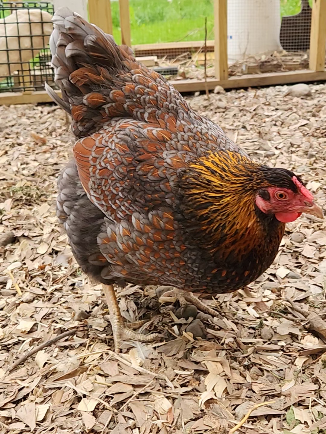 Non-APAABA Large Fowl Hen Show 12a.jpg