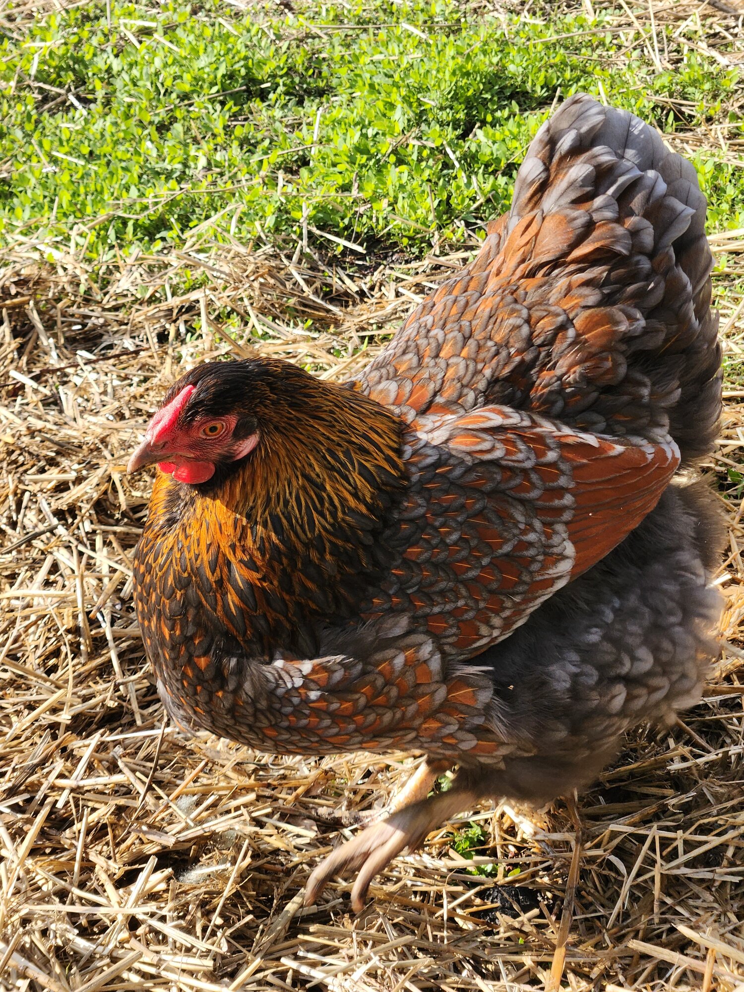 Non-APAABA Large Fowl Hen Show 12b.jpg