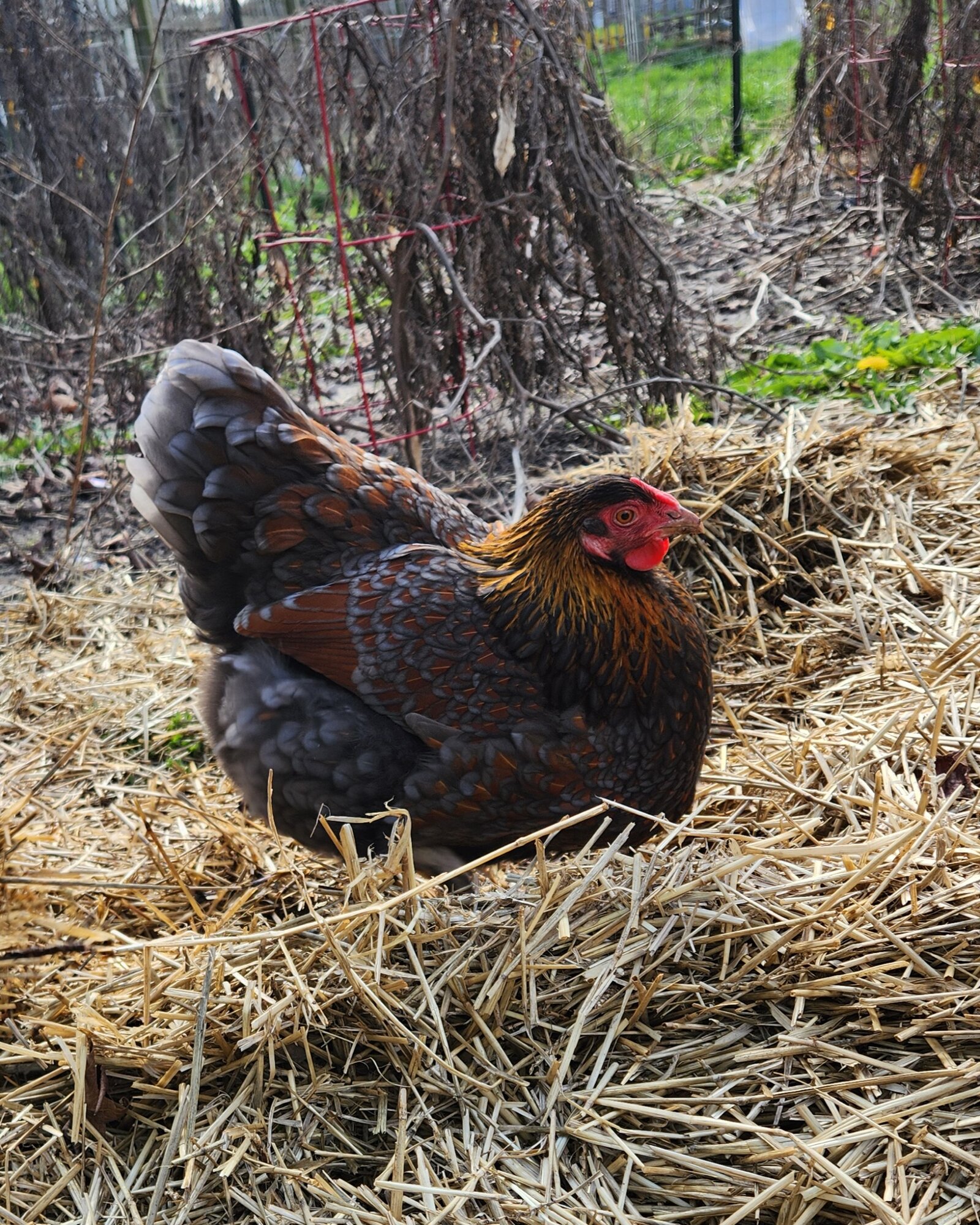 Non-APAABA Large Fowl Hen Show 12c.jpg