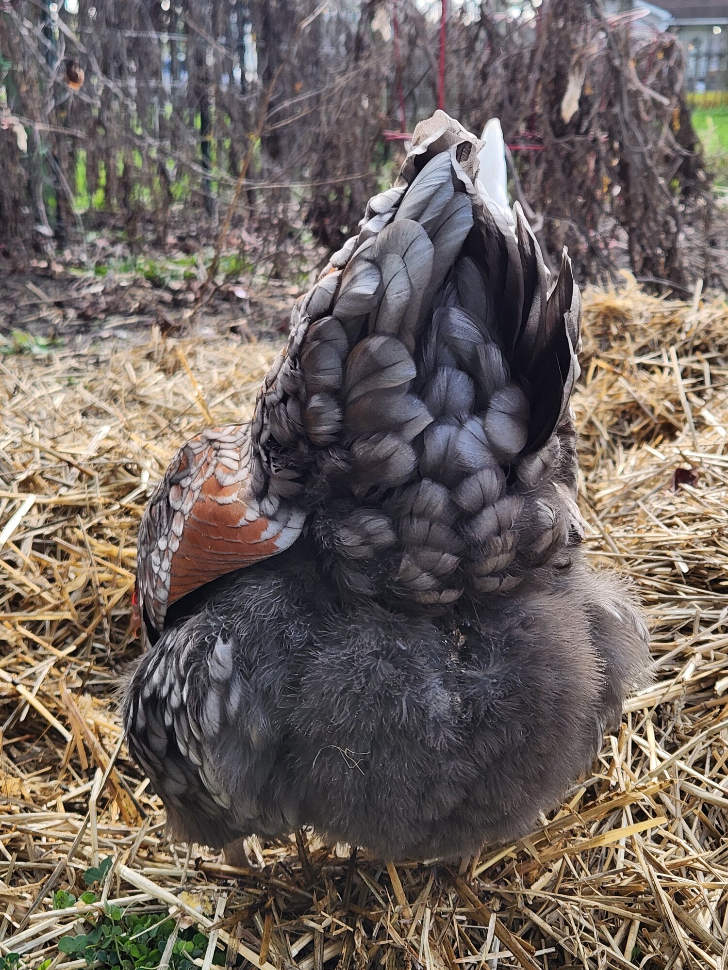 Non-APAABA Large Fowl Hen Show 12d.jpg