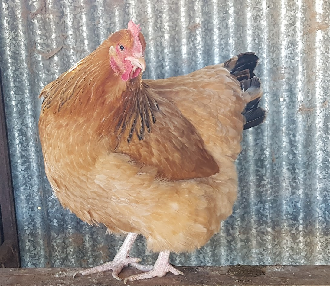 Non-APAABA Large Fowl Hen Show 13a.png