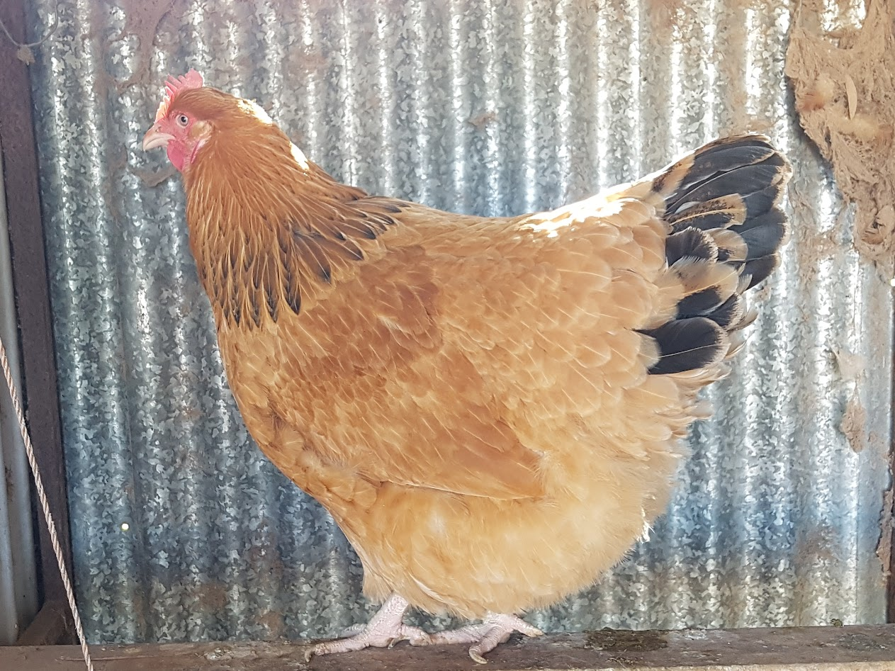 Non-APAABA Large Fowl Hen Show 13b.png