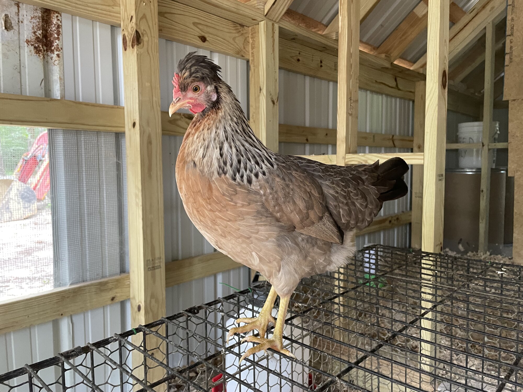 Non-APAABA Large Fowl Hen Show 14.jpg