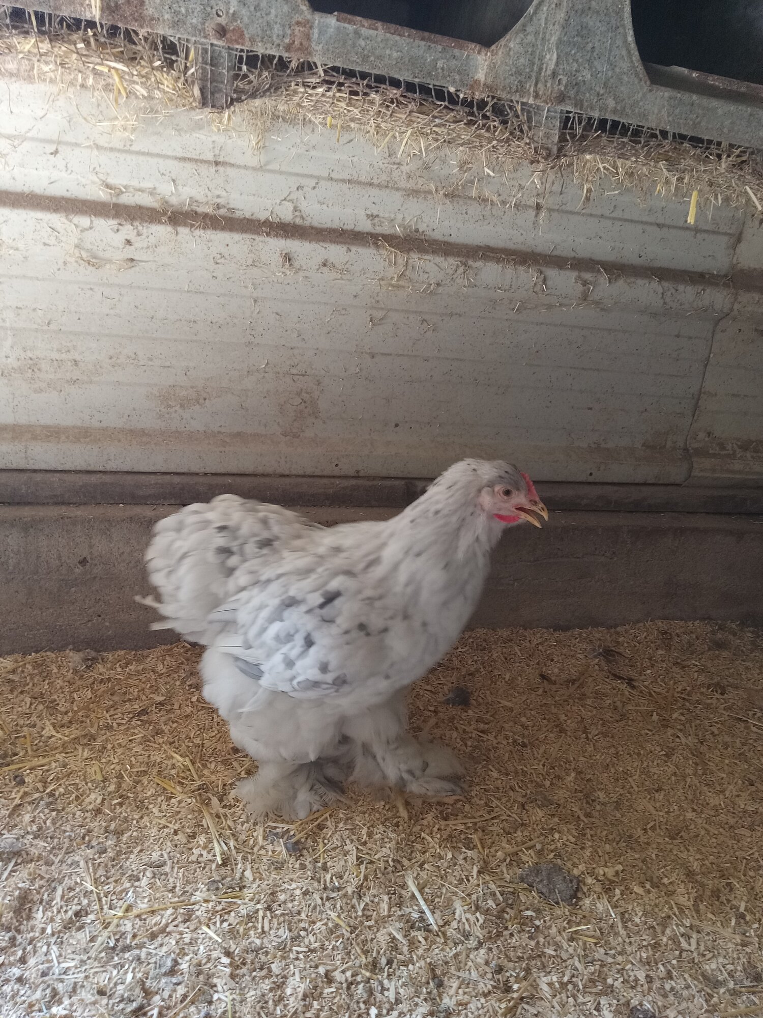 Non-APAABA Large Fowl Hen Show 1b.jpg