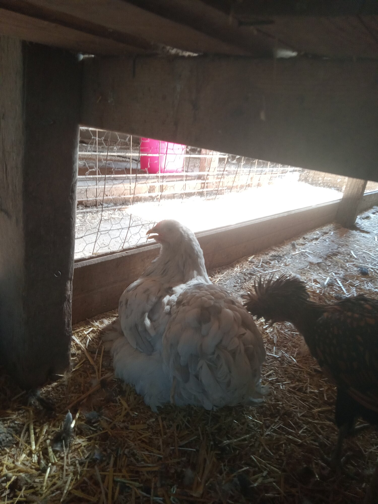 Non-APAABA Large Fowl Hen Show 1c.jpg