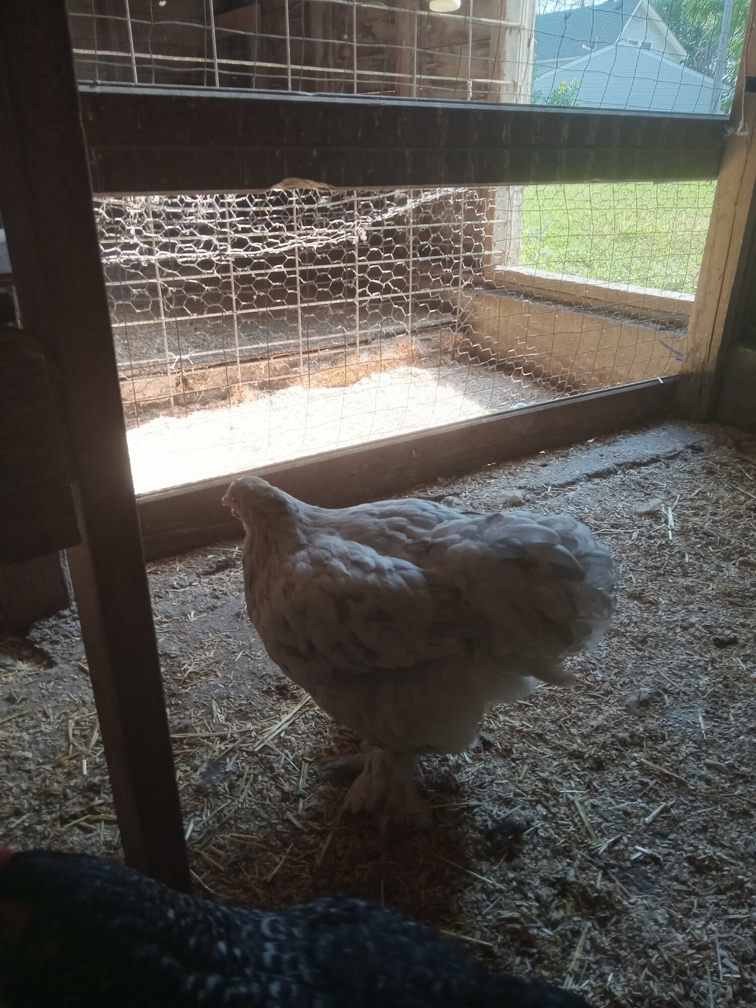 Non-APAABA Large Fowl Hen Show 1d.jpg