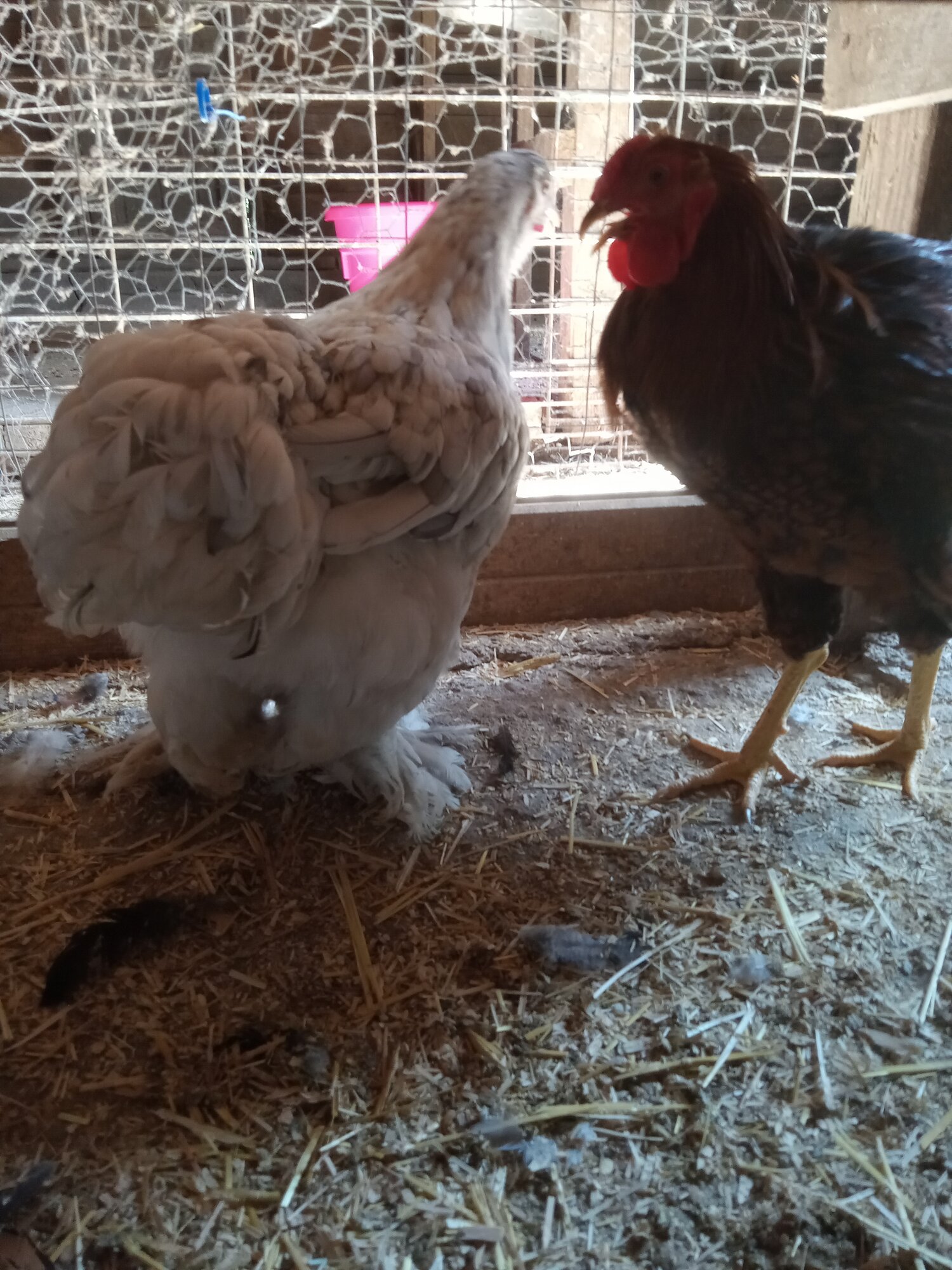 Non-APAABA Large Fowl Hen Show 1e.jpg