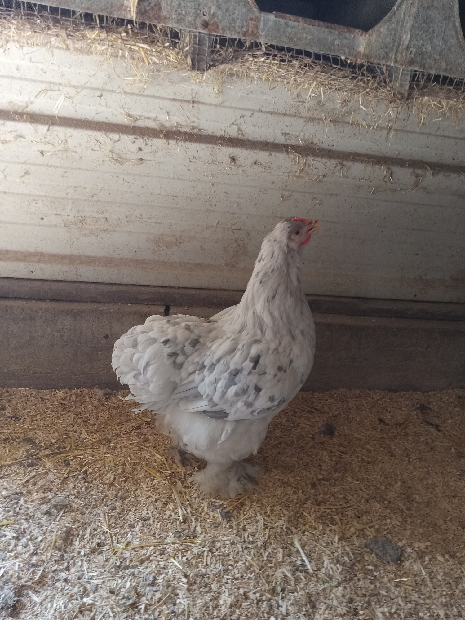 Non-APAABA Large Fowl Hen Show 1f.jpg