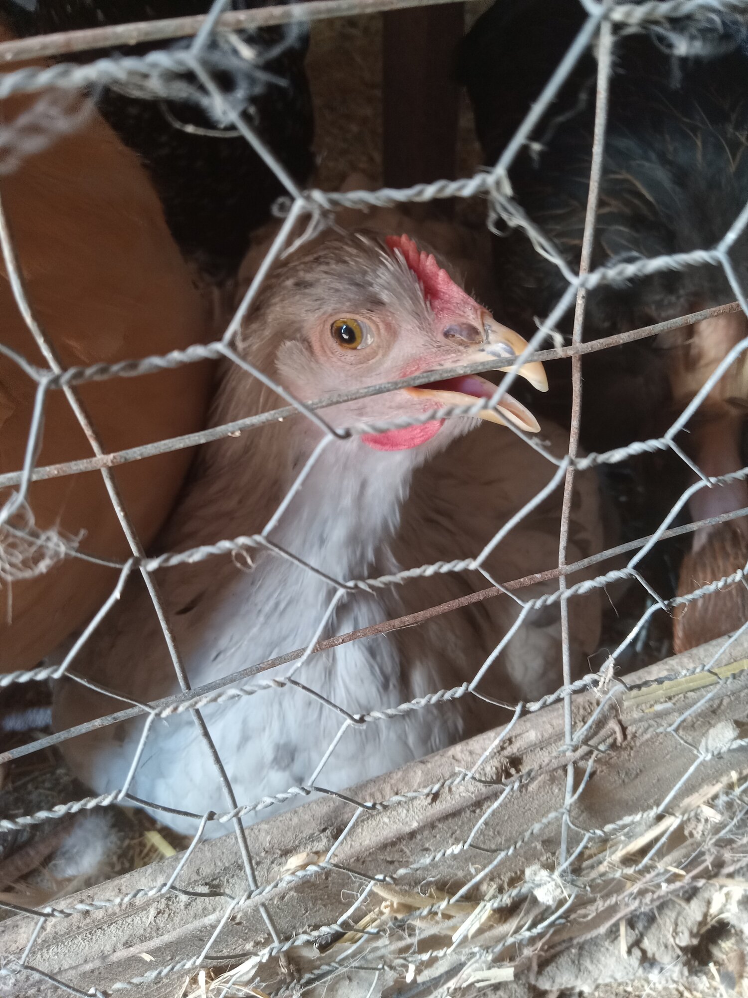 Non-APAABA Large Fowl Hen Show 1g.jpg