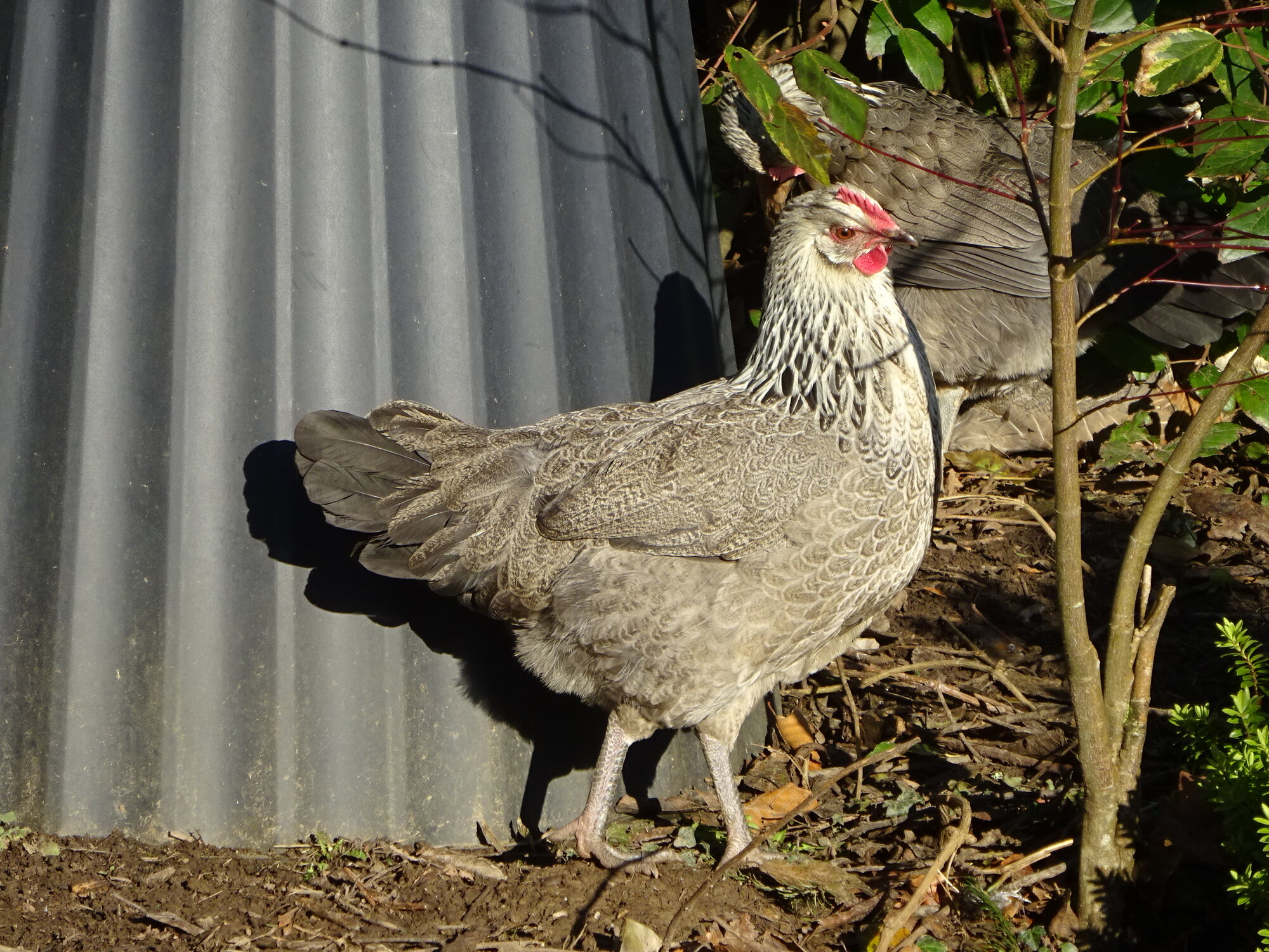 Non-APAABA Large Fowl Hen Show 2a.jpg