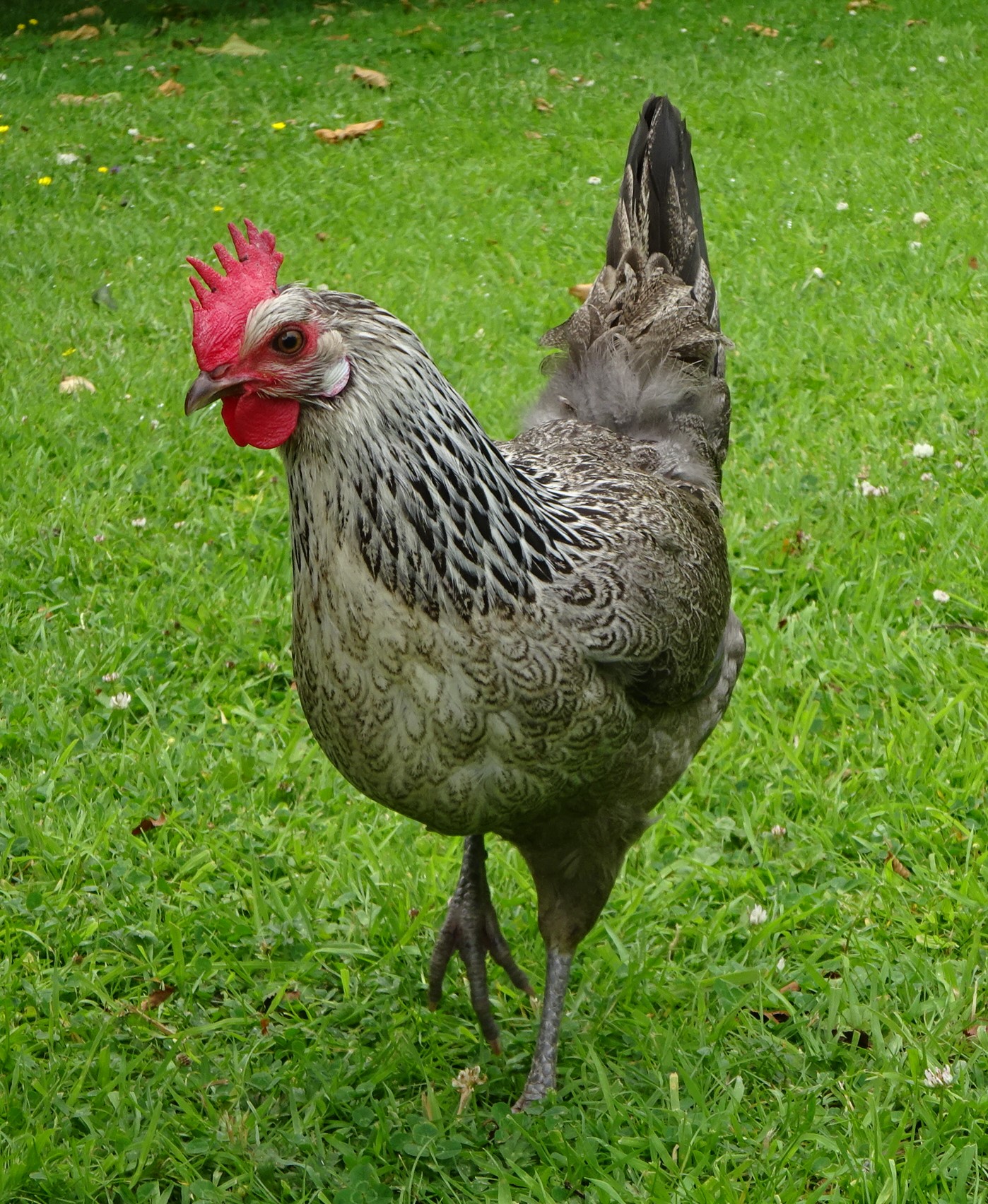 Non-APAABA Large Fowl Hen Show 2b.jpg