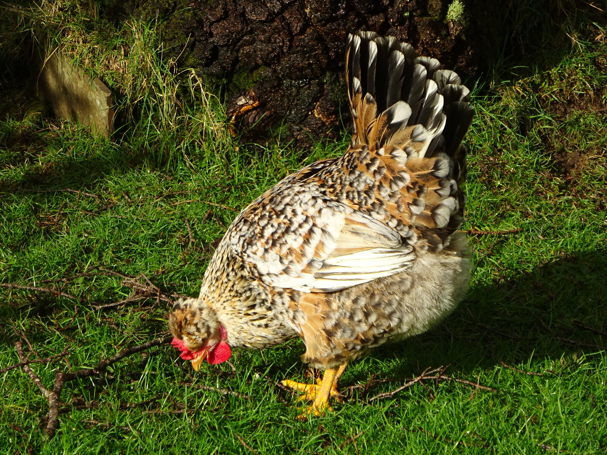 Non-APAABA Large Fowl Hen Show 3a.jpg
