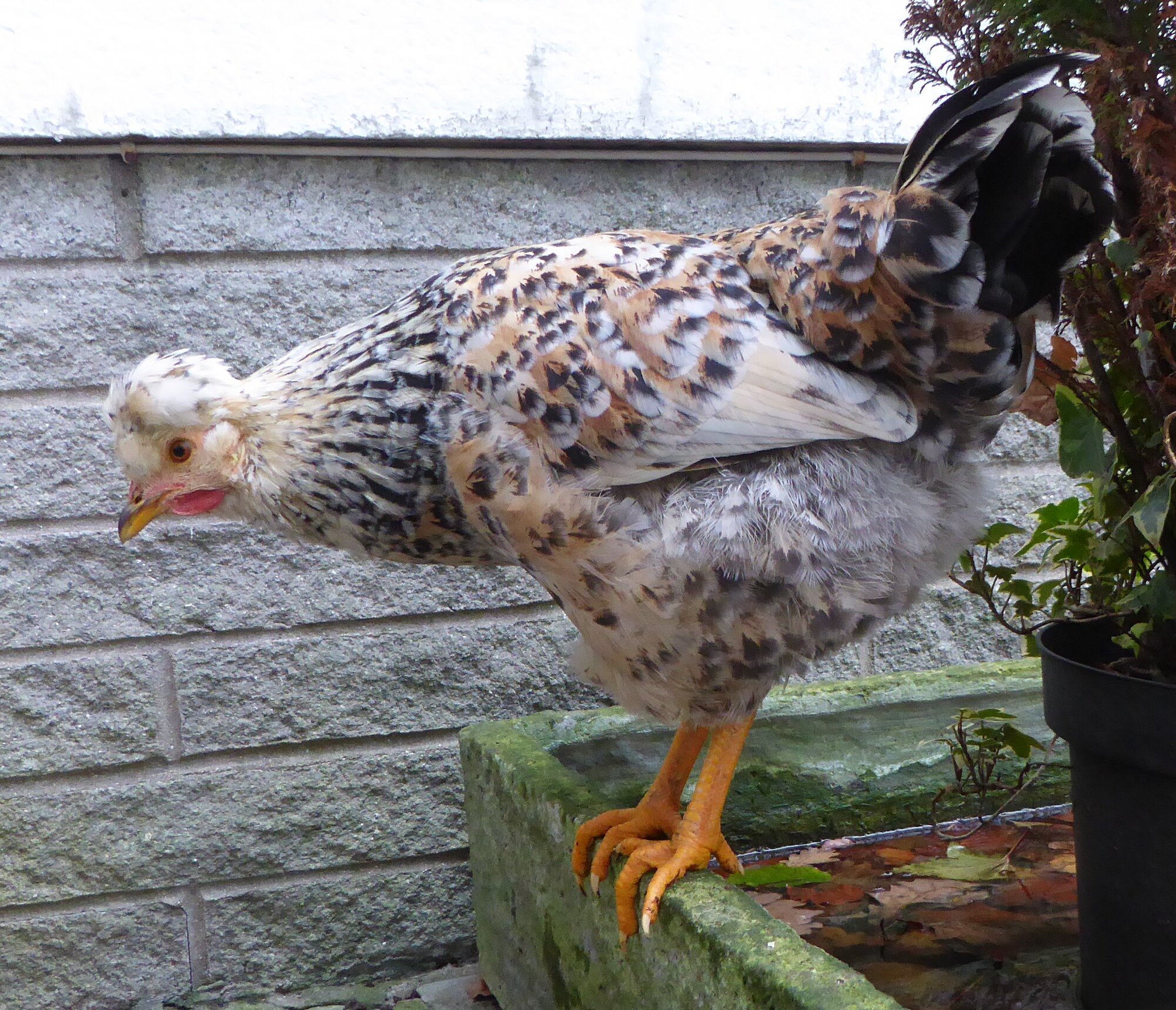 Non-APAABA Large Fowl Hen Show 3c.jpg