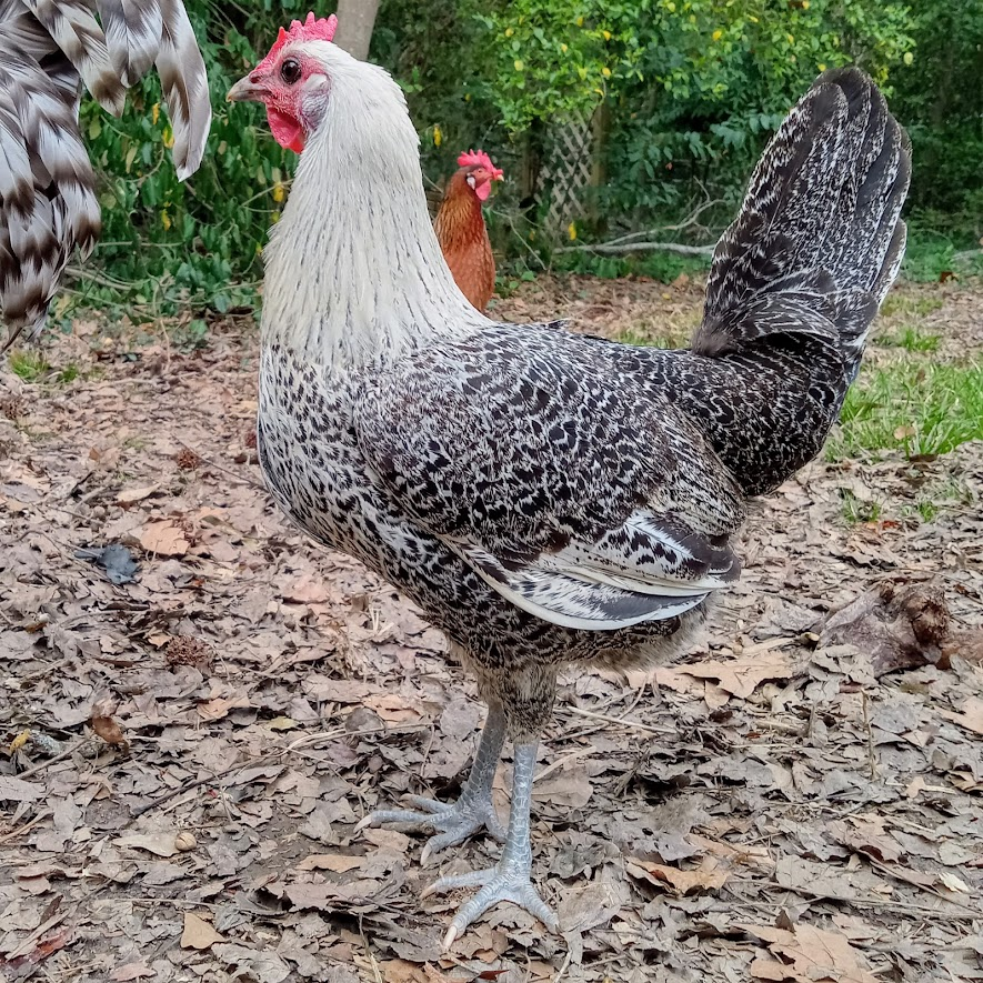 Non-APAABA Large Fowl Hen Show 4a.png