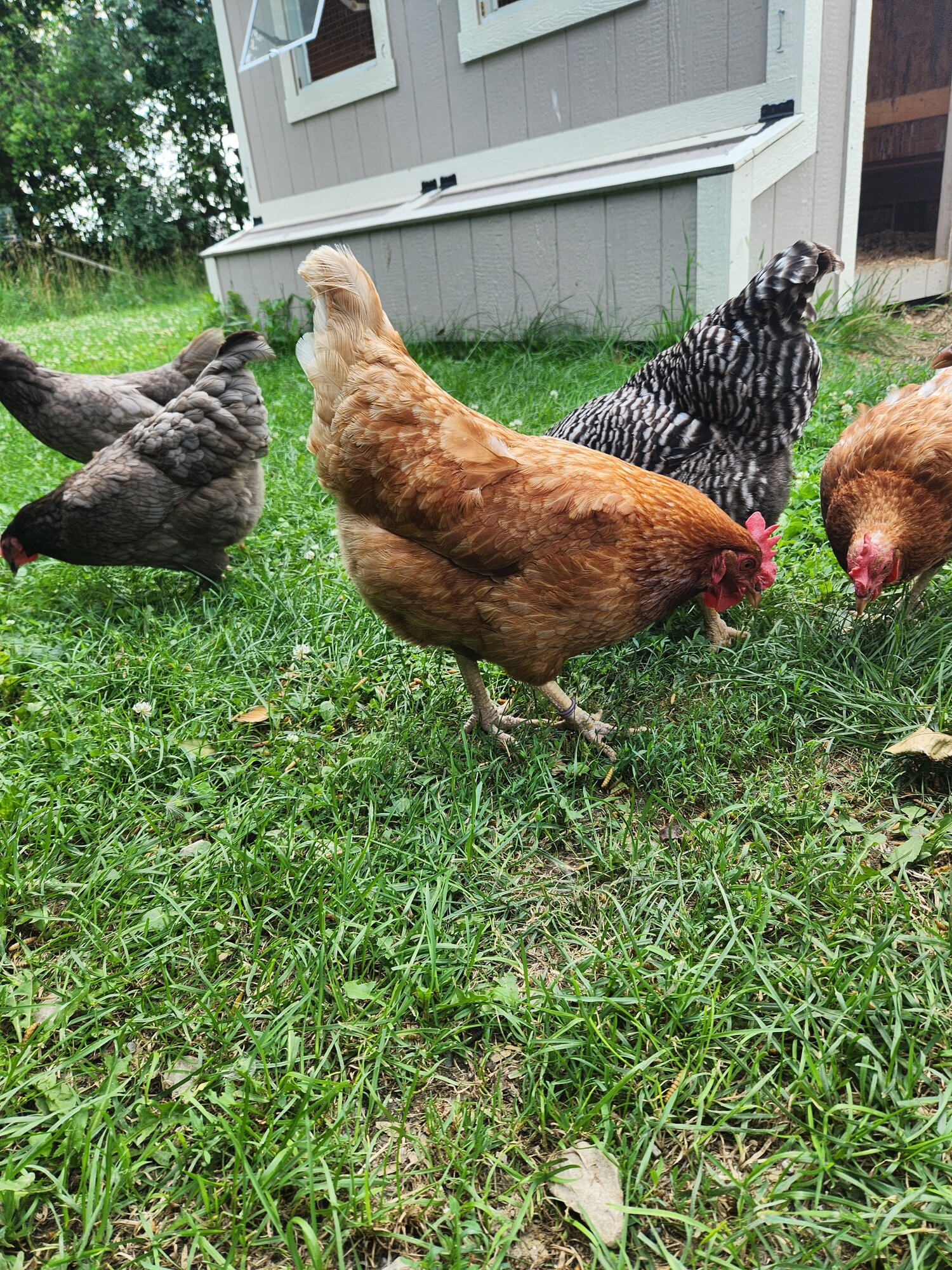 Non-APAABA Large Fowl Hen Show 5a.jpg