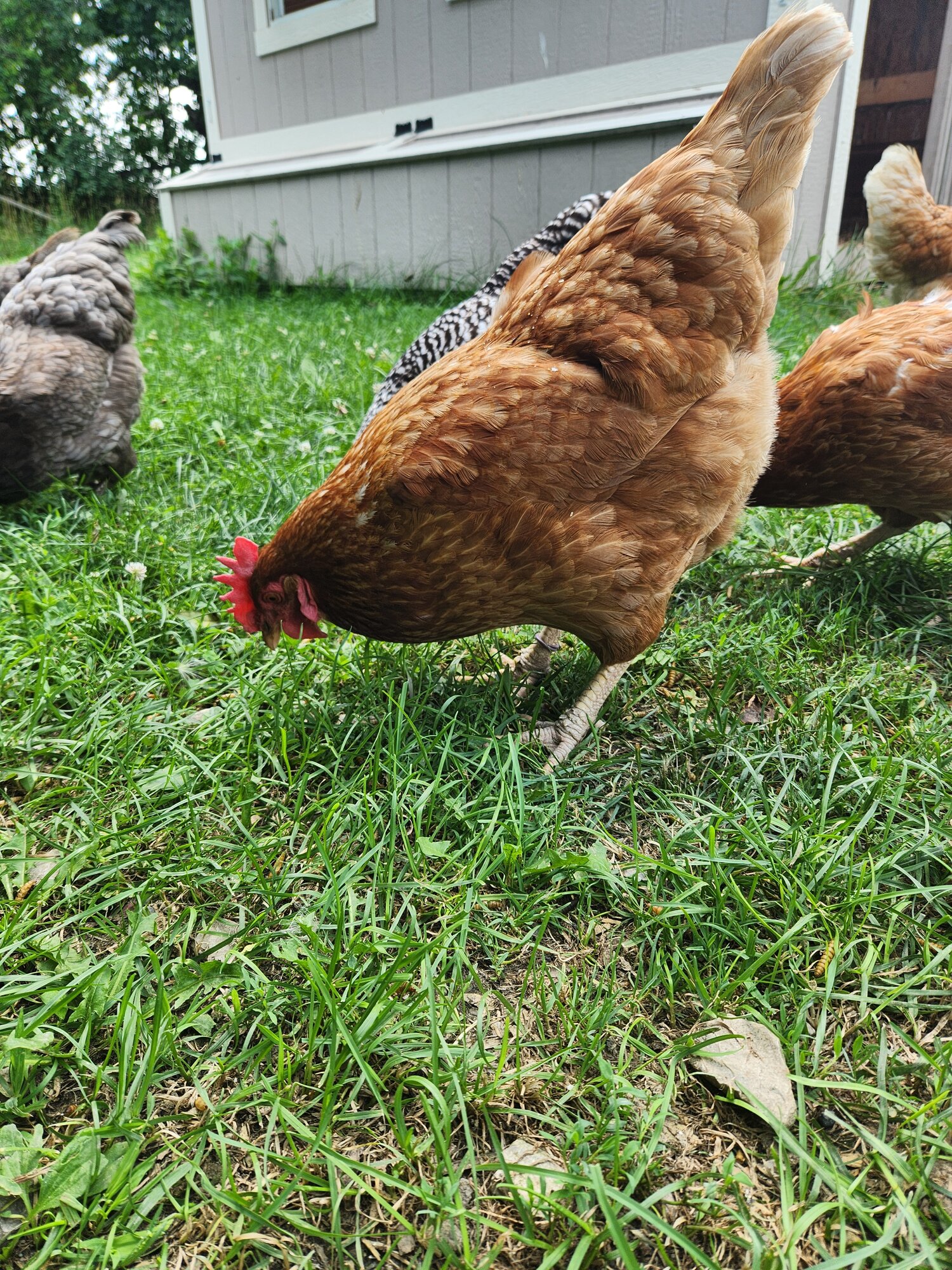 Non-APAABA Large Fowl Hen Show 5c.jpg