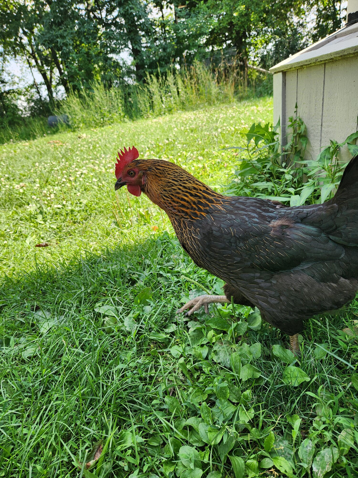 Non-APAABA Large Fowl Hen Show 6b.jpg