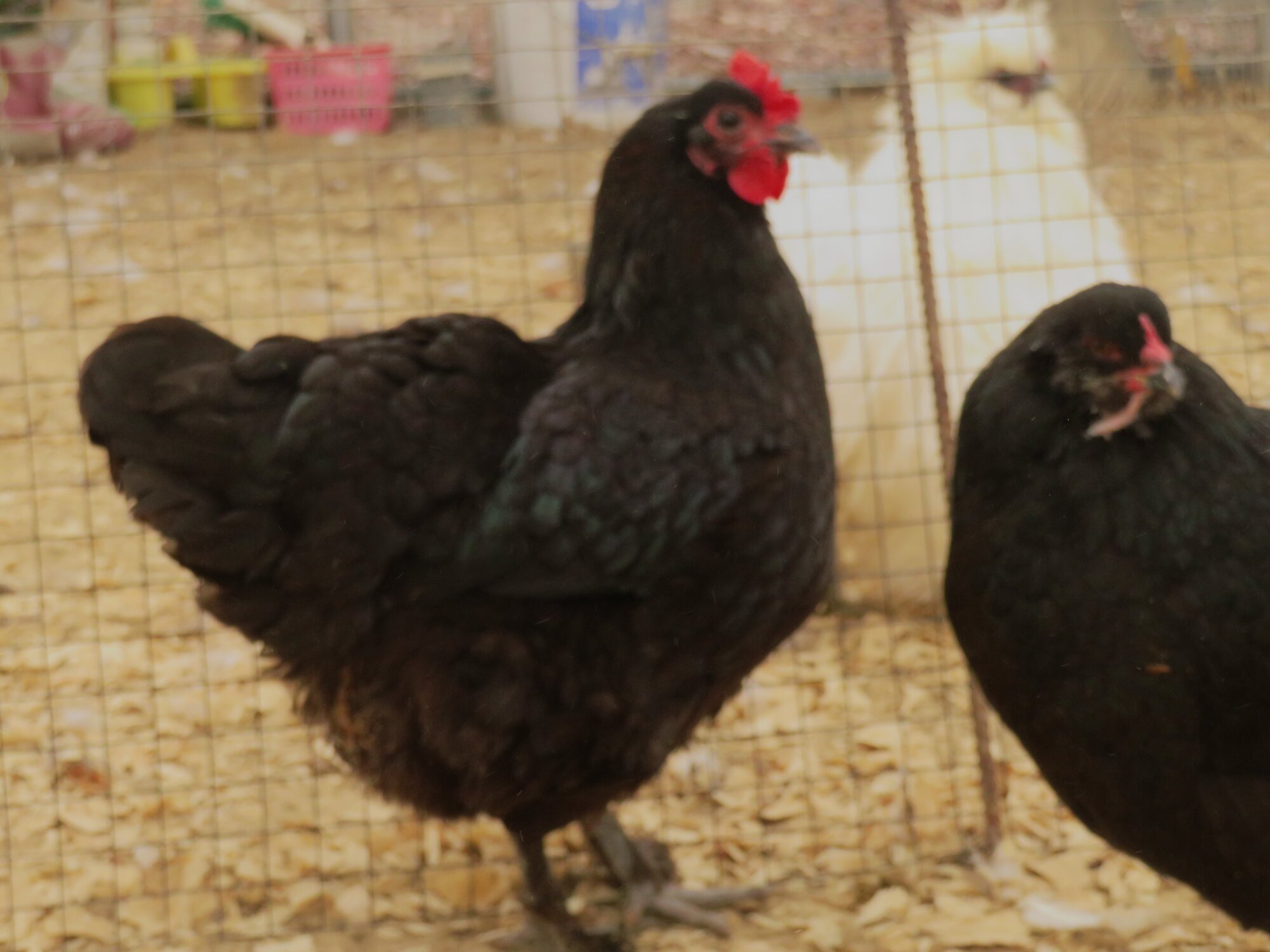 Non-APAABA Large Fowl Hen Show 7b.jpg