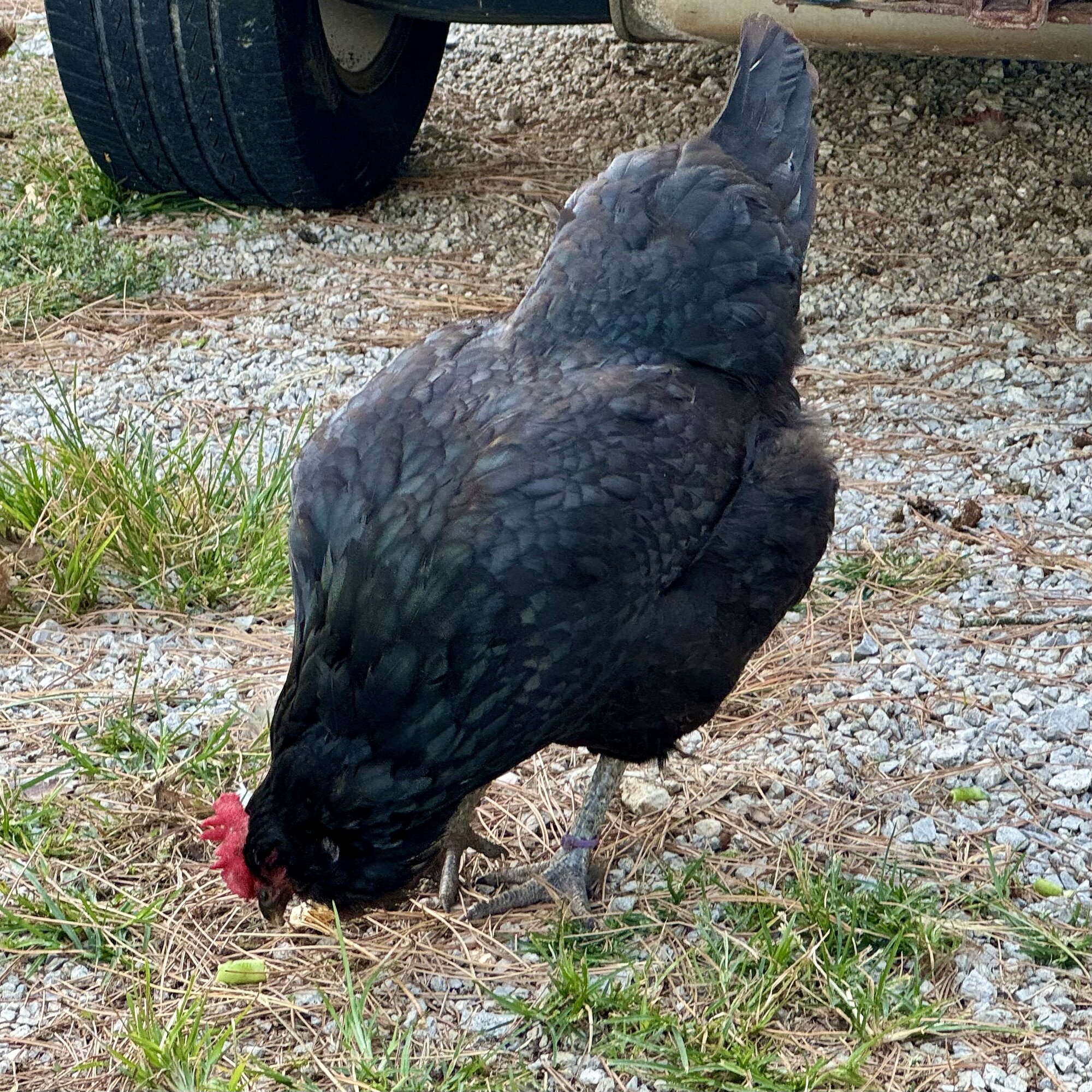 Non-APAABA Large Fowl Hen Show 8b.jpg