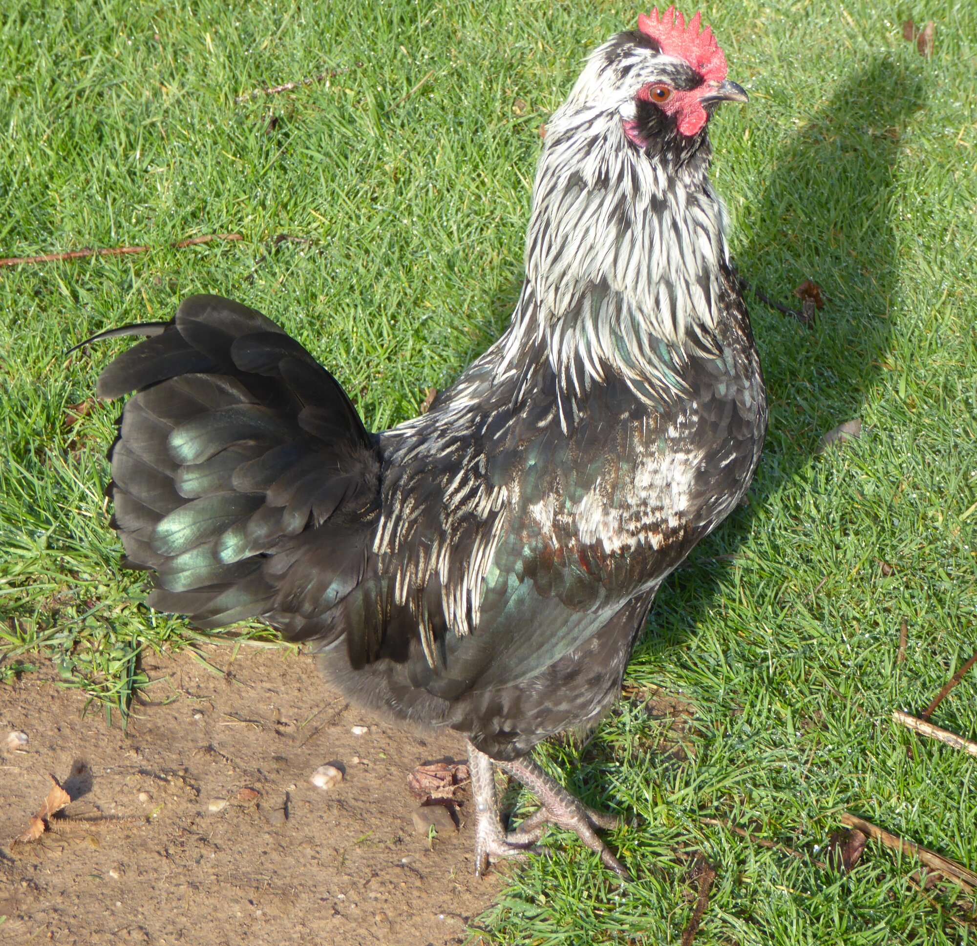 Non-APAABA Large Fowl Rooster Show 1b.jpg