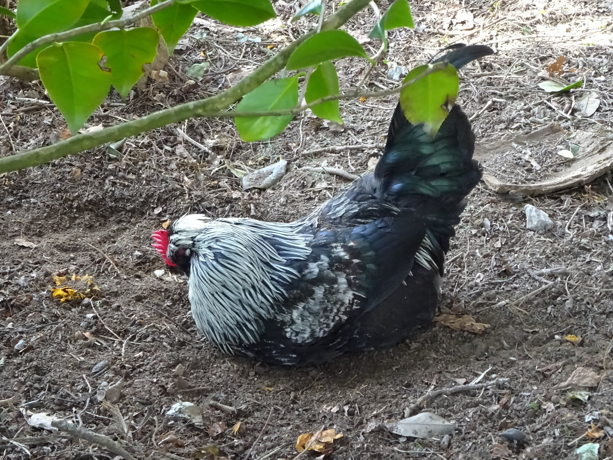 Non-APAABA Large Fowl Rooster Show 1c.jpg