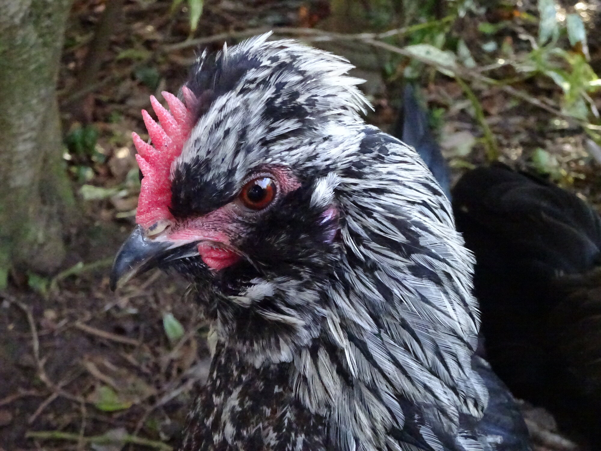 Non-APAABA Large Fowl Rooster Show 1d.jpg