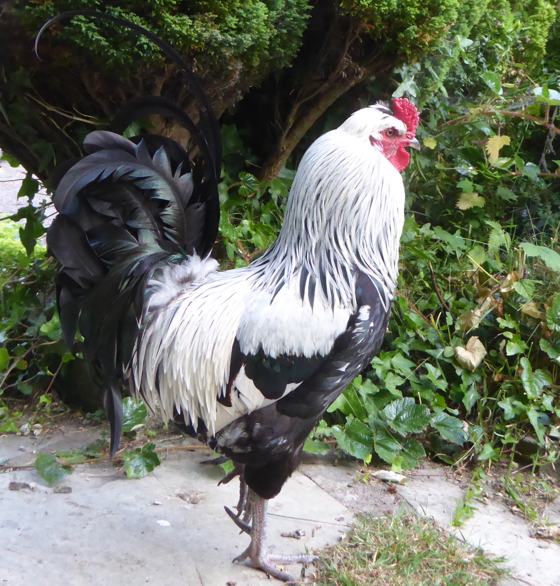 Non-APAABA Large Fowl Rooster Show 2a.jpg