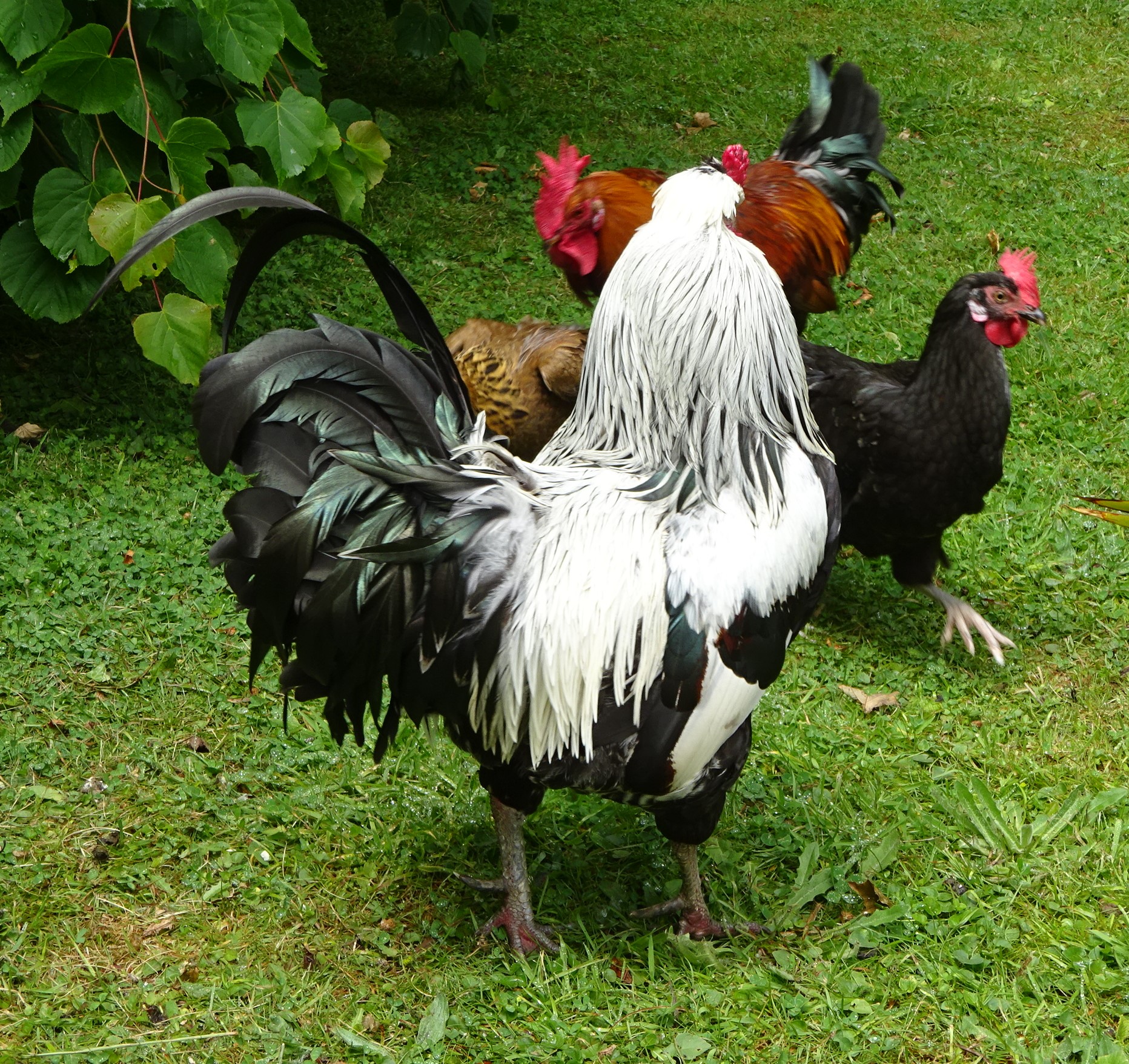 Non-APAABA Large Fowl Rooster Show 2b.jpg