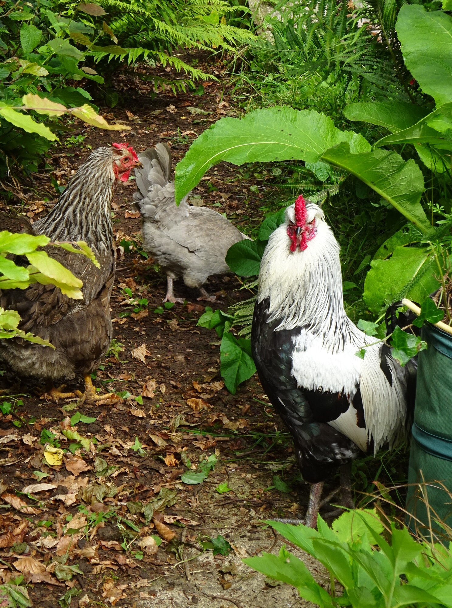 Non-APAABA Large Fowl Rooster Show 2c.jpg