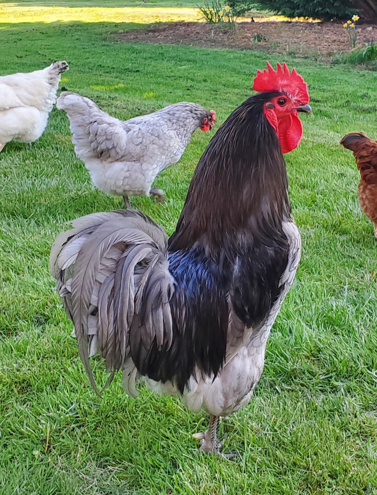Non-APAABA Large Fowl Rooster Show 3a.jpg