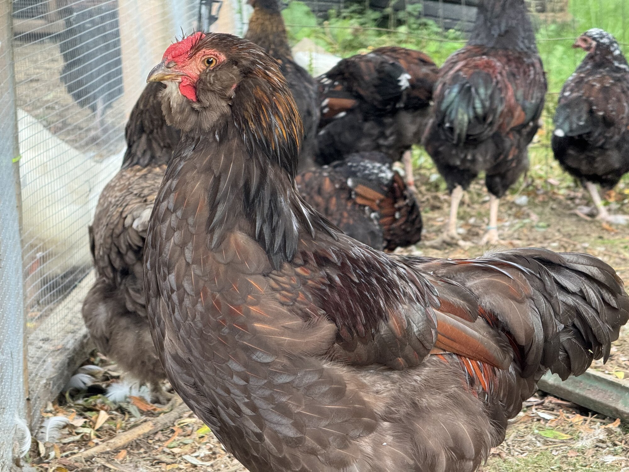 Non-APAABA Large Fowl Rooster Show 4.jpg