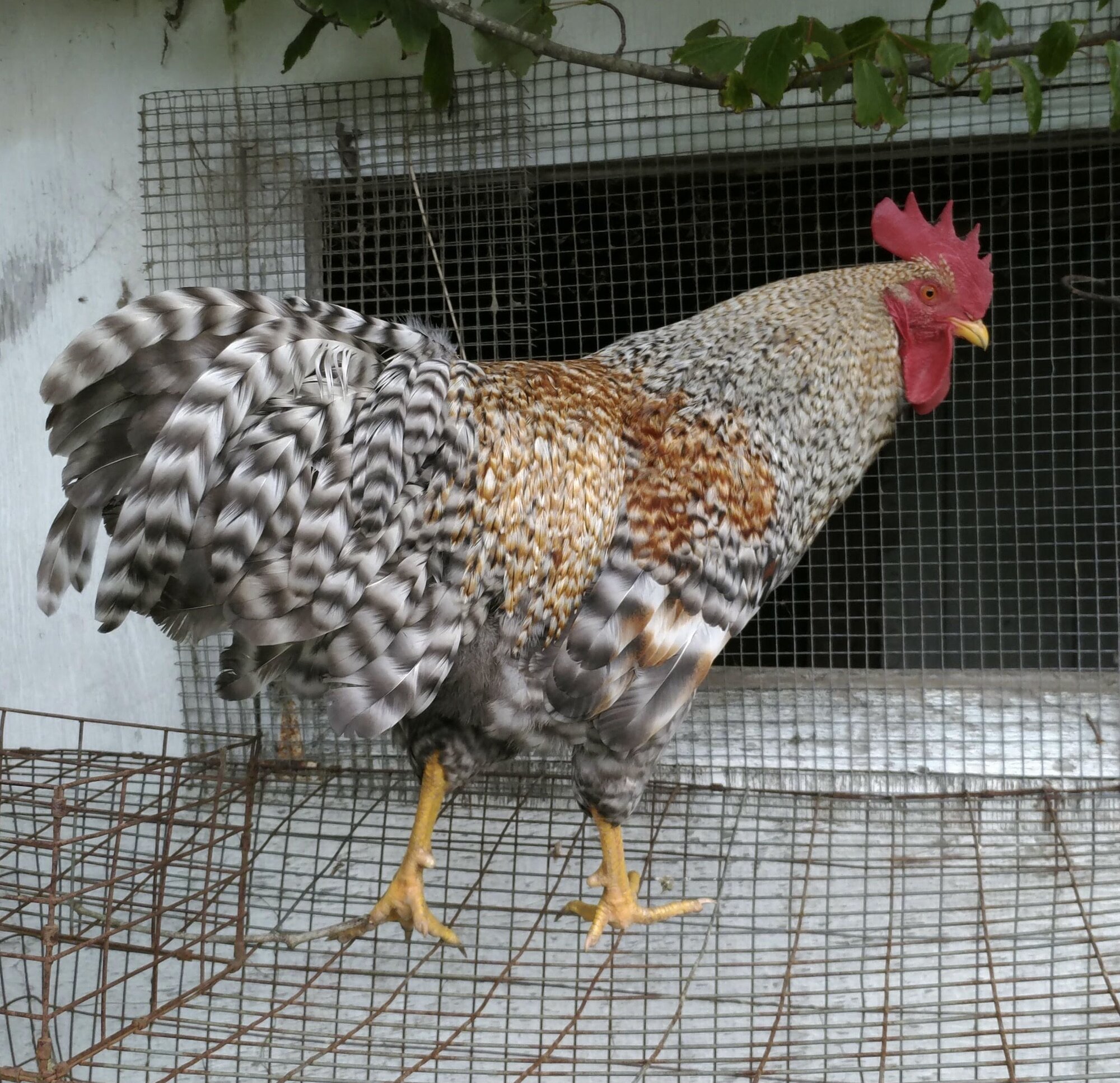 Non-APAABA Large Fowl Rooster Show 7c.jpg