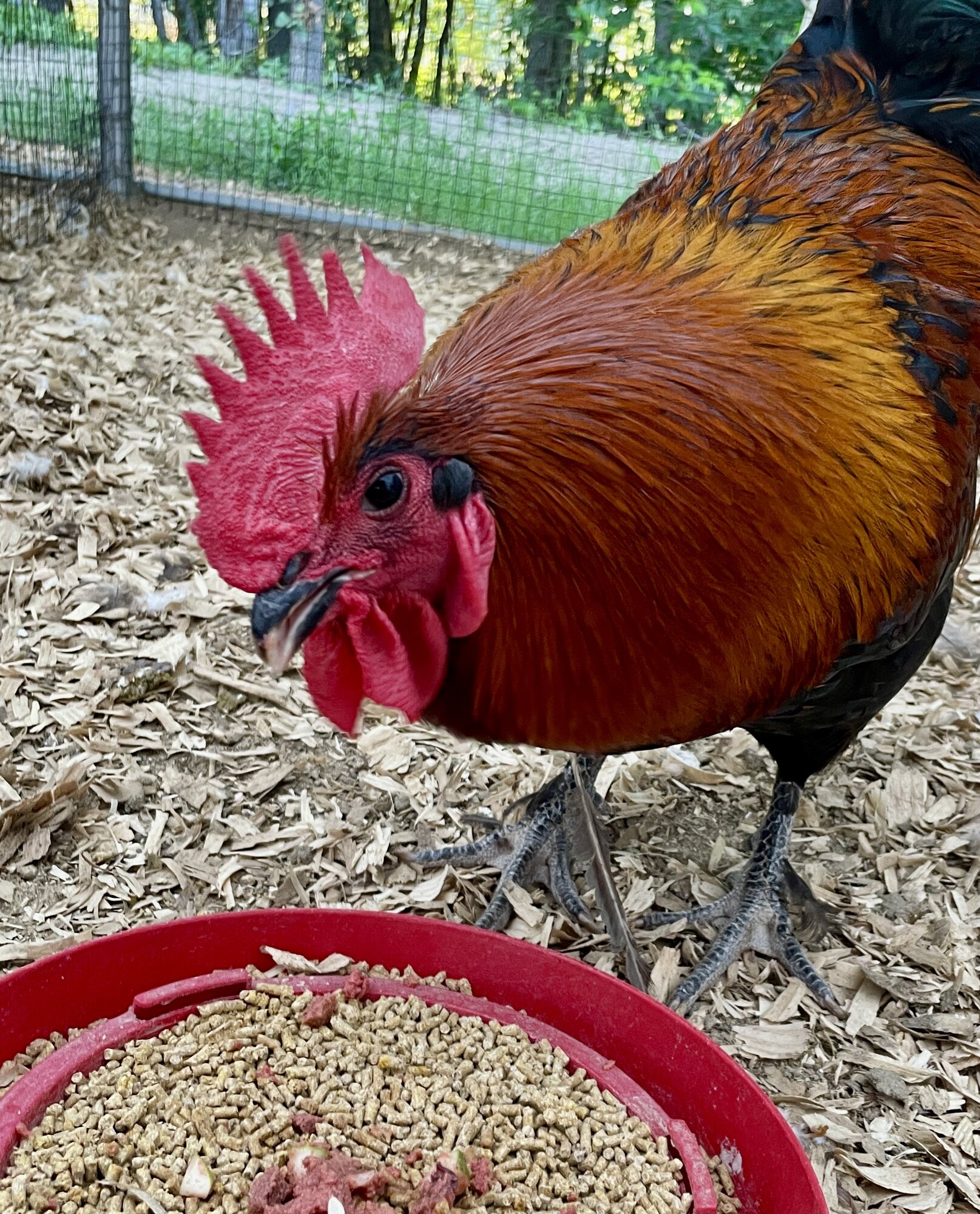 Non-APAABA Large Fowl Rooster Show 8a.jpg