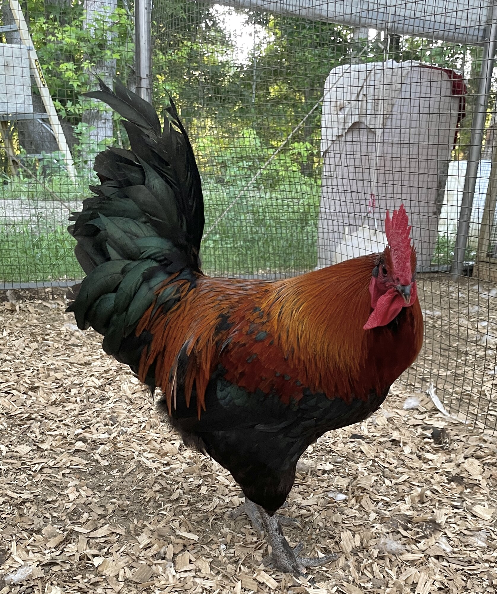 Non-APAABA Large Fowl Rooster Show 8b.jpg