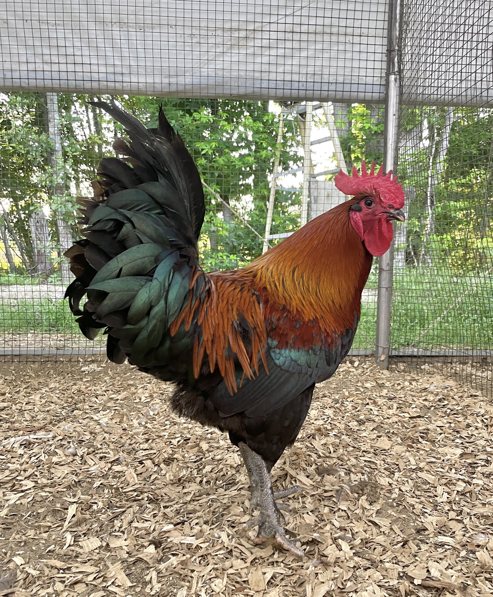 Non-APAABA Large Fowl Rooster Show 8c.jpg
