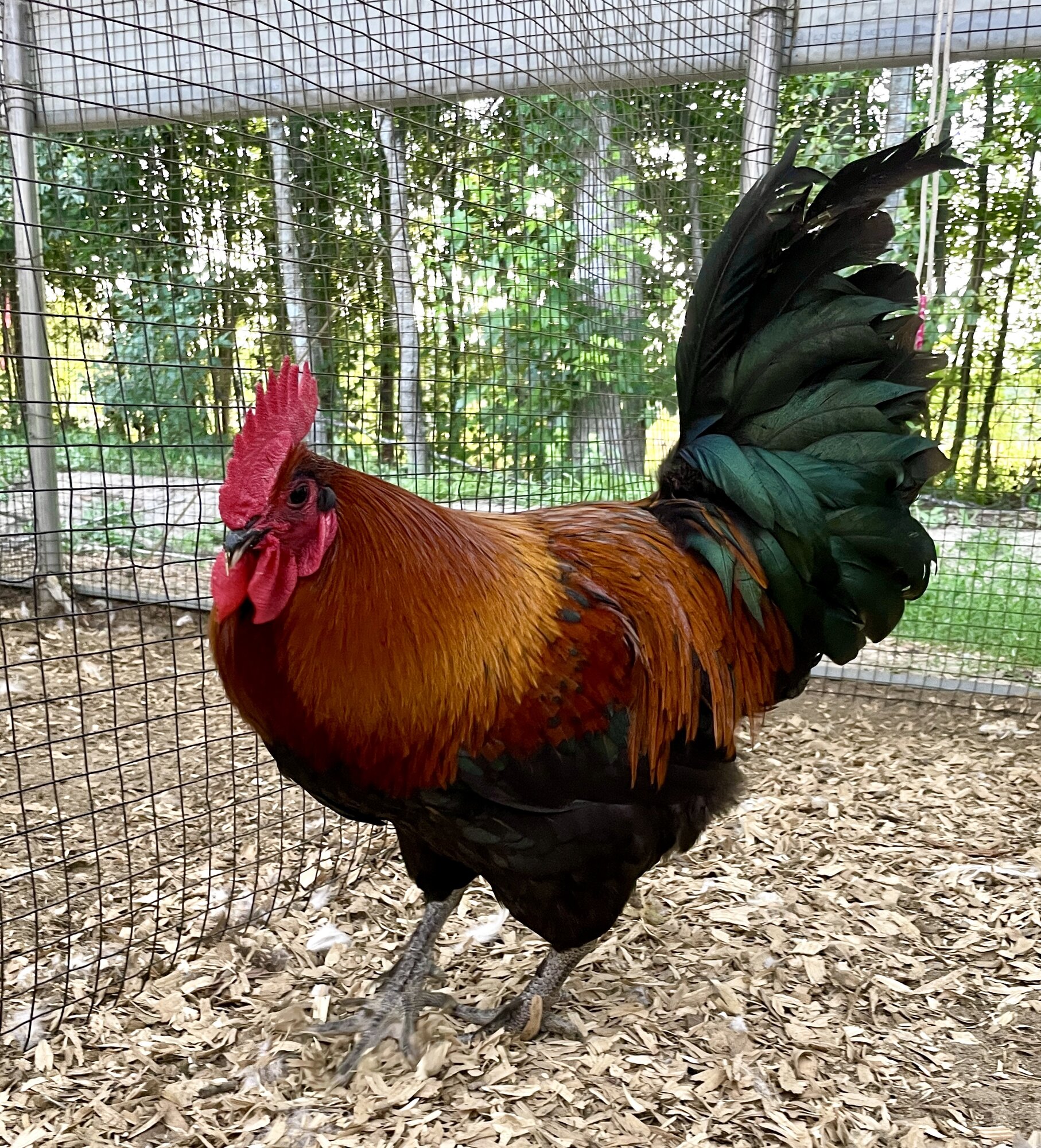 Non-APAABA Large Fowl Rooster Show 8d.jpg