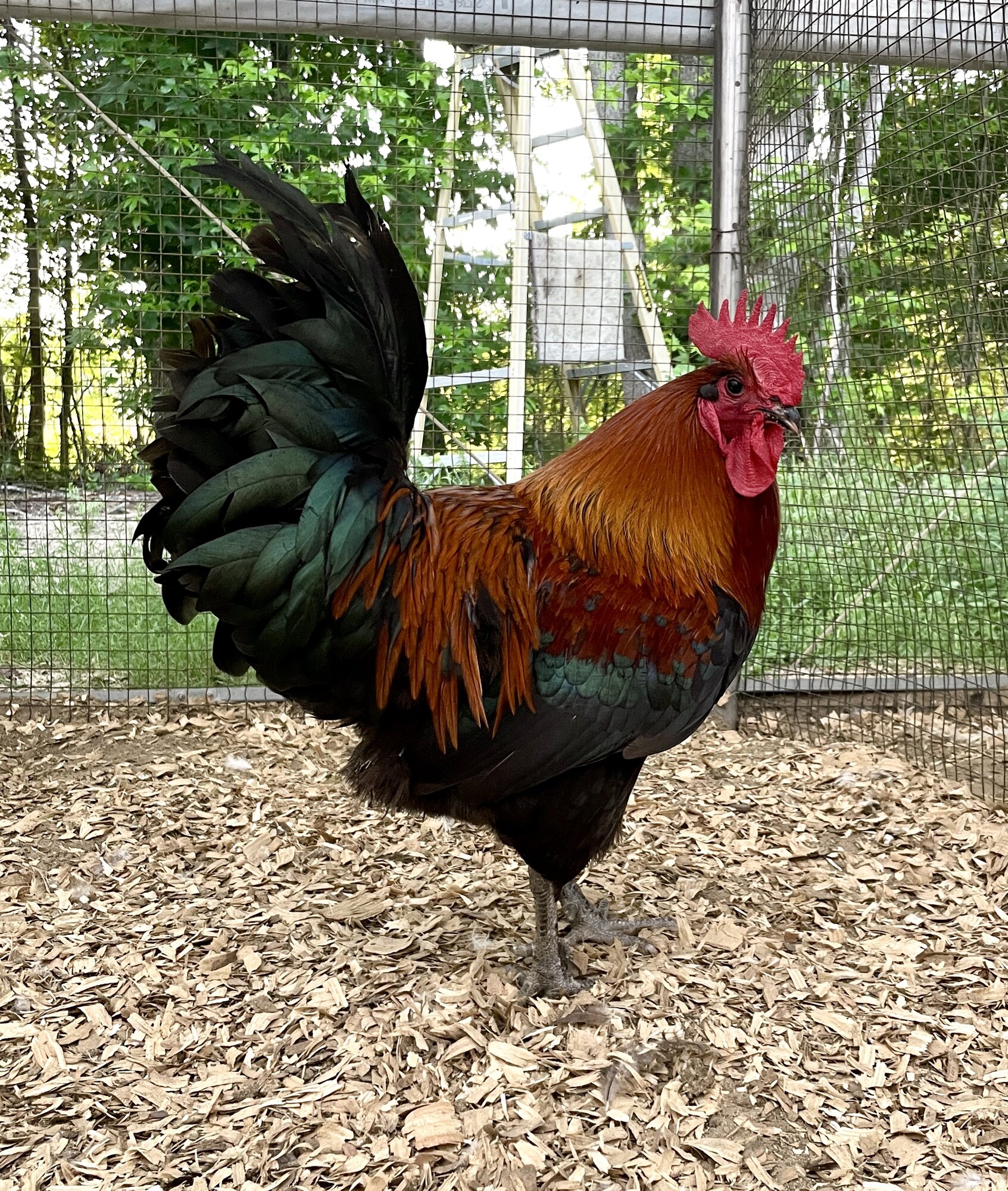 Non-APAABA Large Fowl Rooster Show 8e.jpg