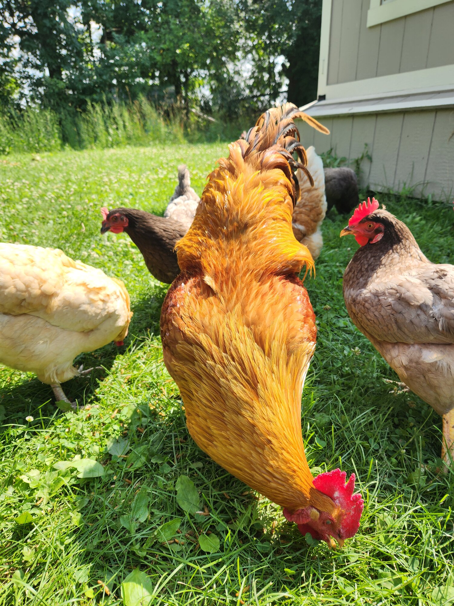 Non-APAABA Large Fowl Rooster Show 9a.jpg