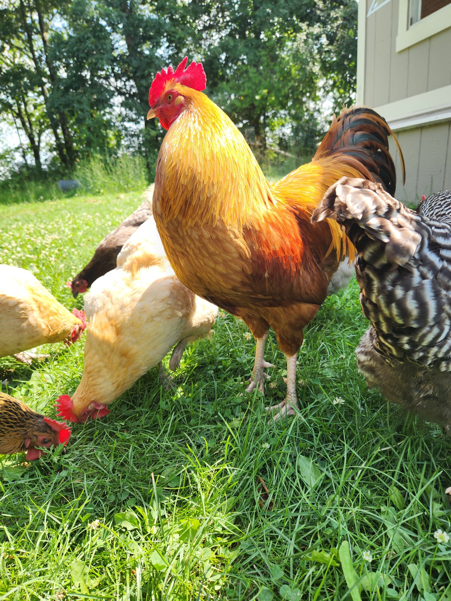 Non-APAABA Large Fowl Rooster Show 9b.jpg