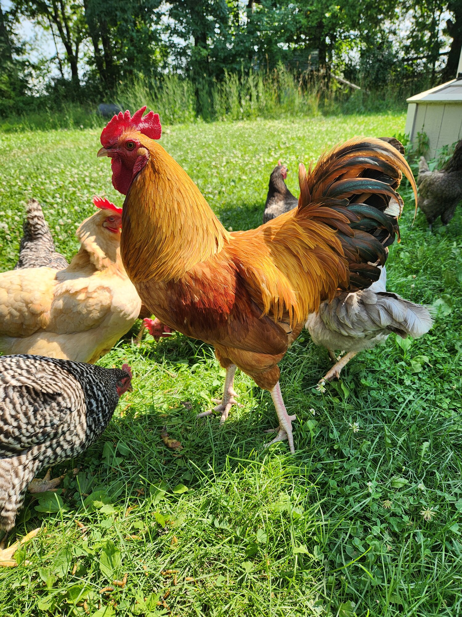 Non-APAABA Large Fowl Rooster Show 9c.jpg