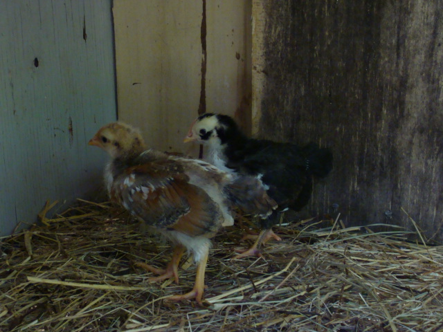 Non crested roo with crested hen