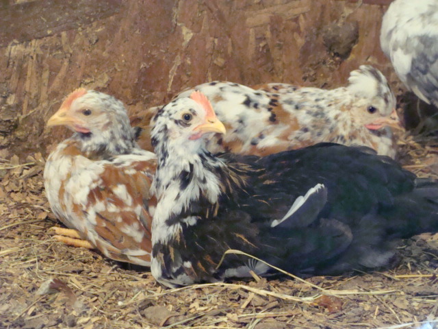 Non crested rooster with crested hen when they were 14 weeks