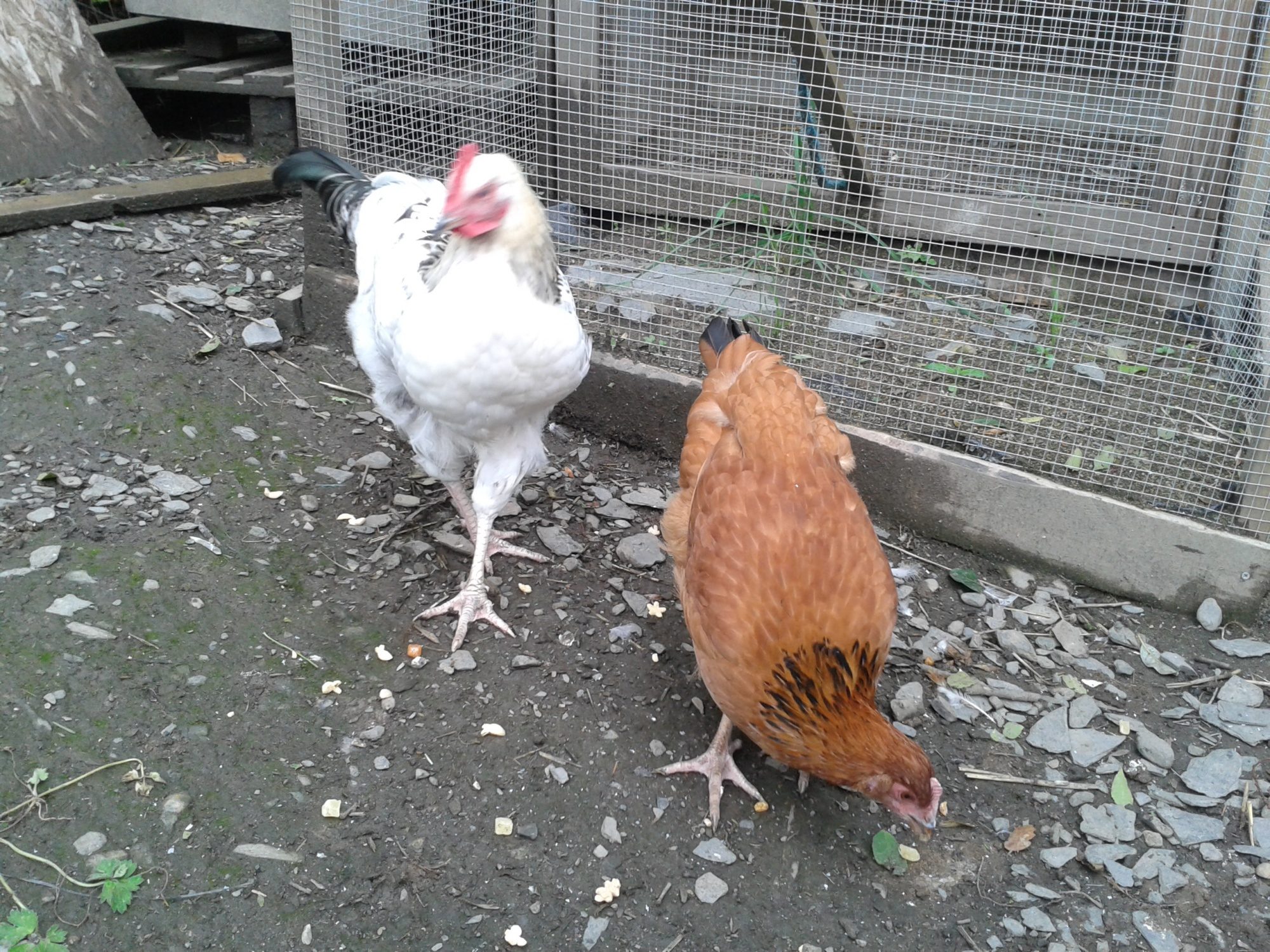 Noodle and Meatball aged nearly 14 weeks