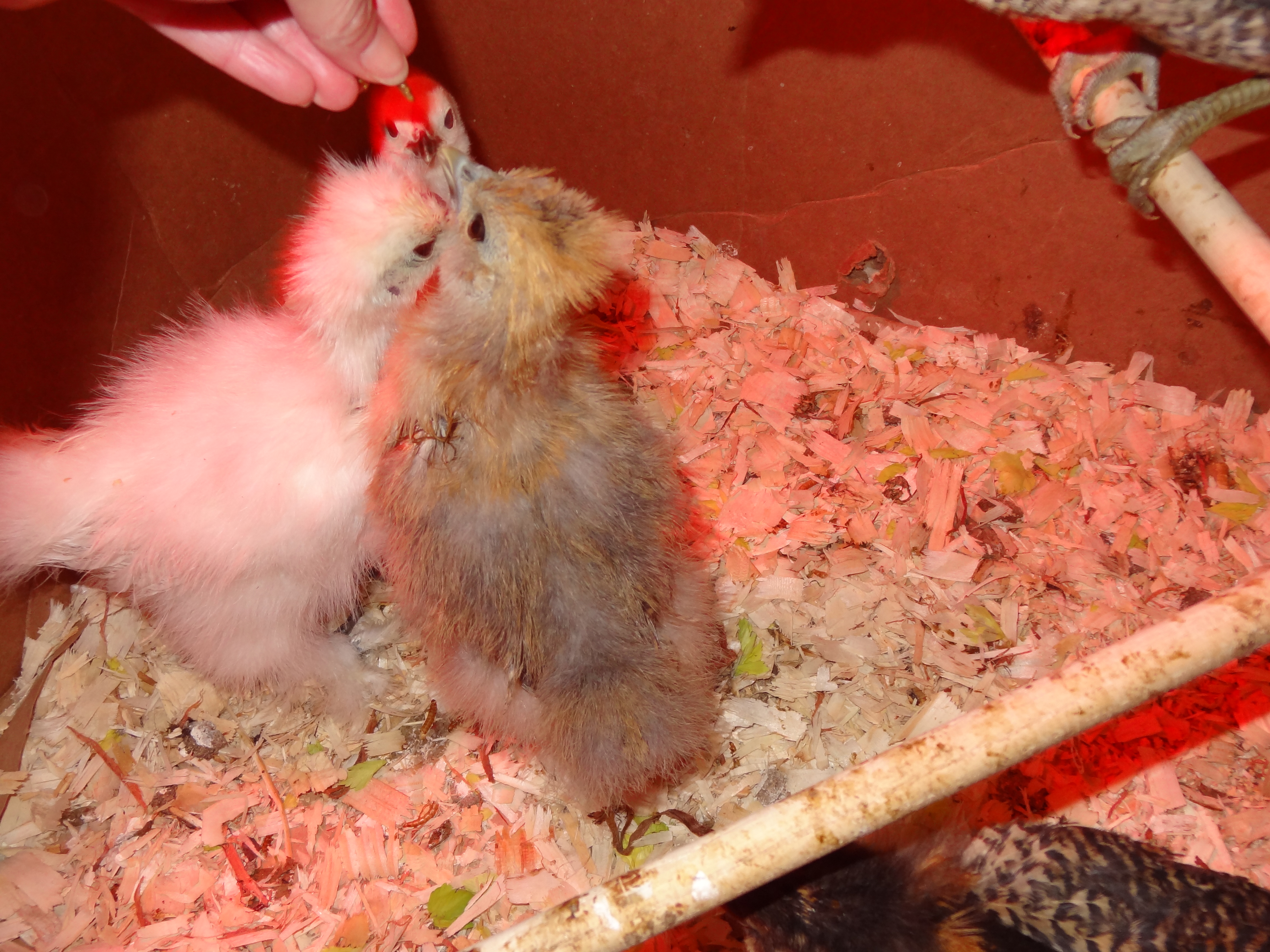 Noodle and Nugget...