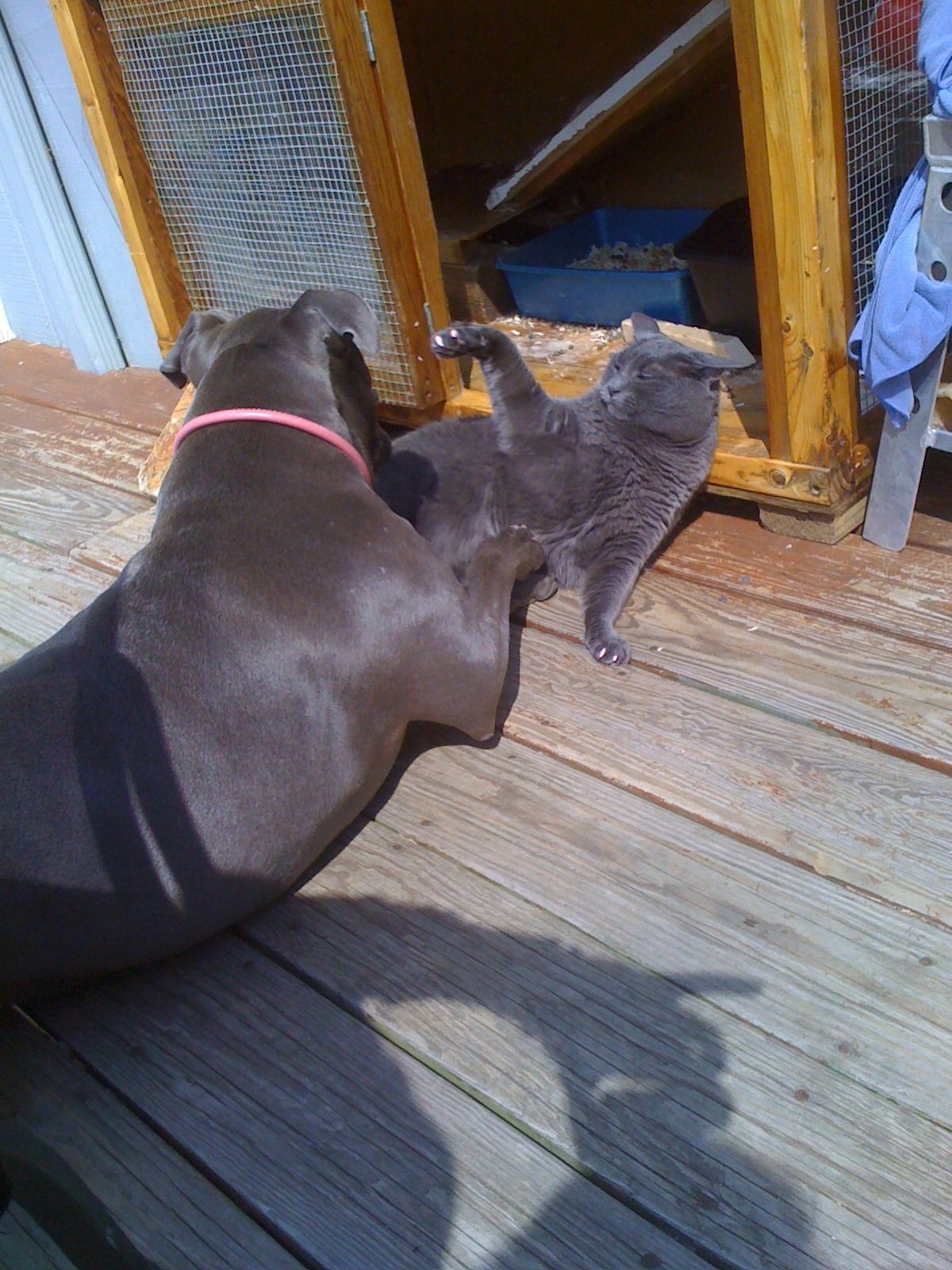 Noodle and Taj playing.