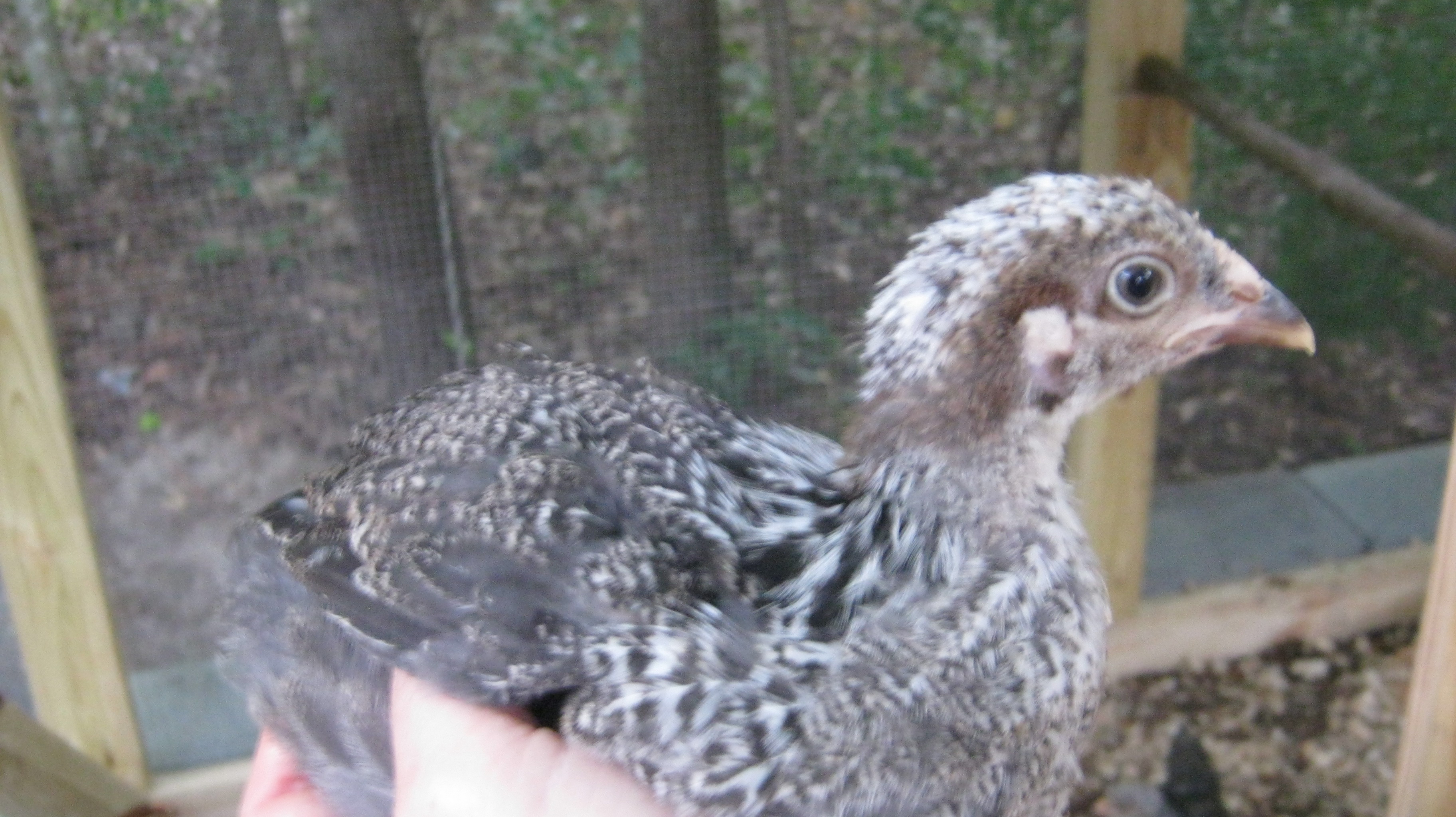 Noodle in my hand. She can't resist being picked up and petted.