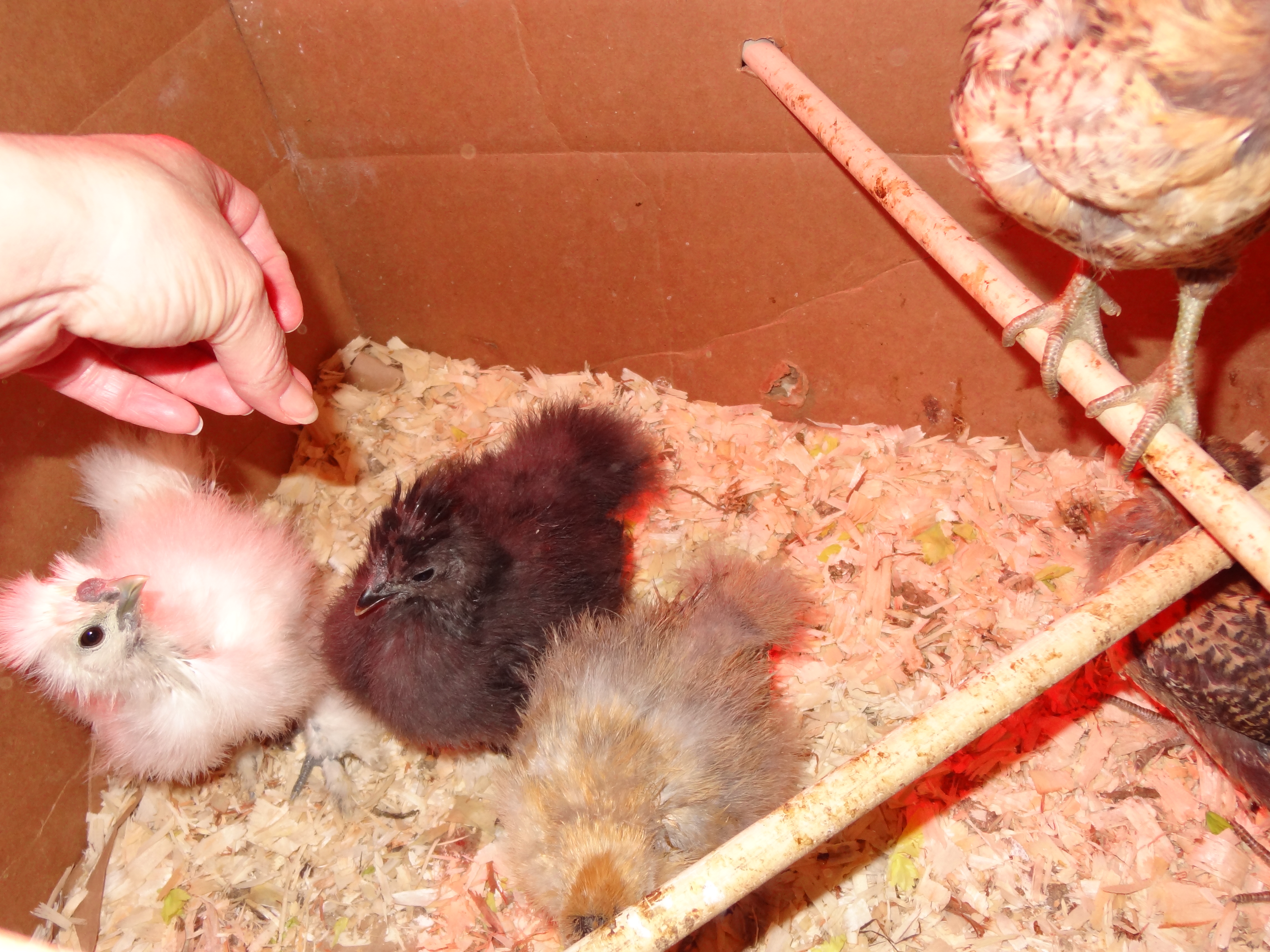 Noodle, Scott, Nugget....